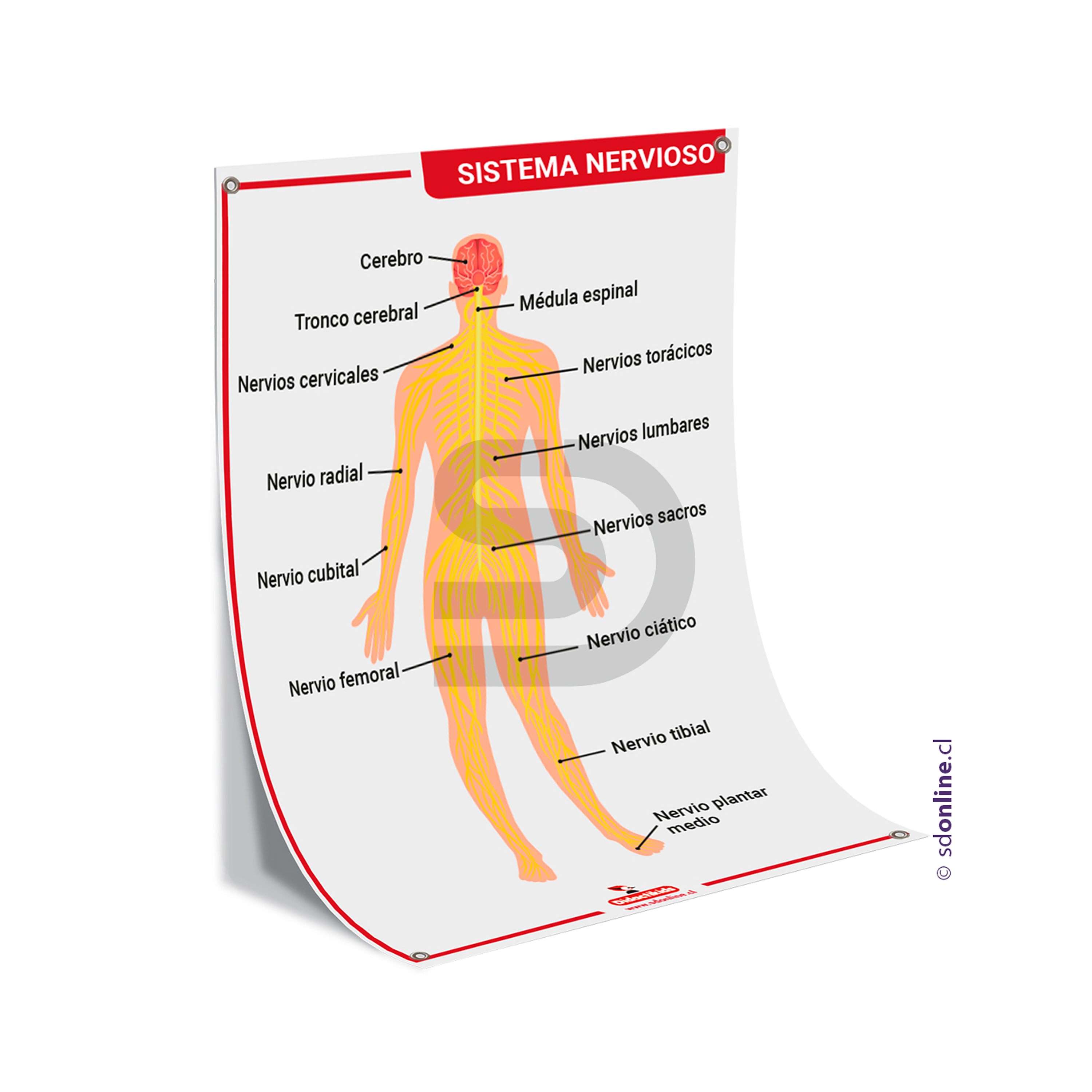 Lamina sistema nervioso 50x70 cm. 1