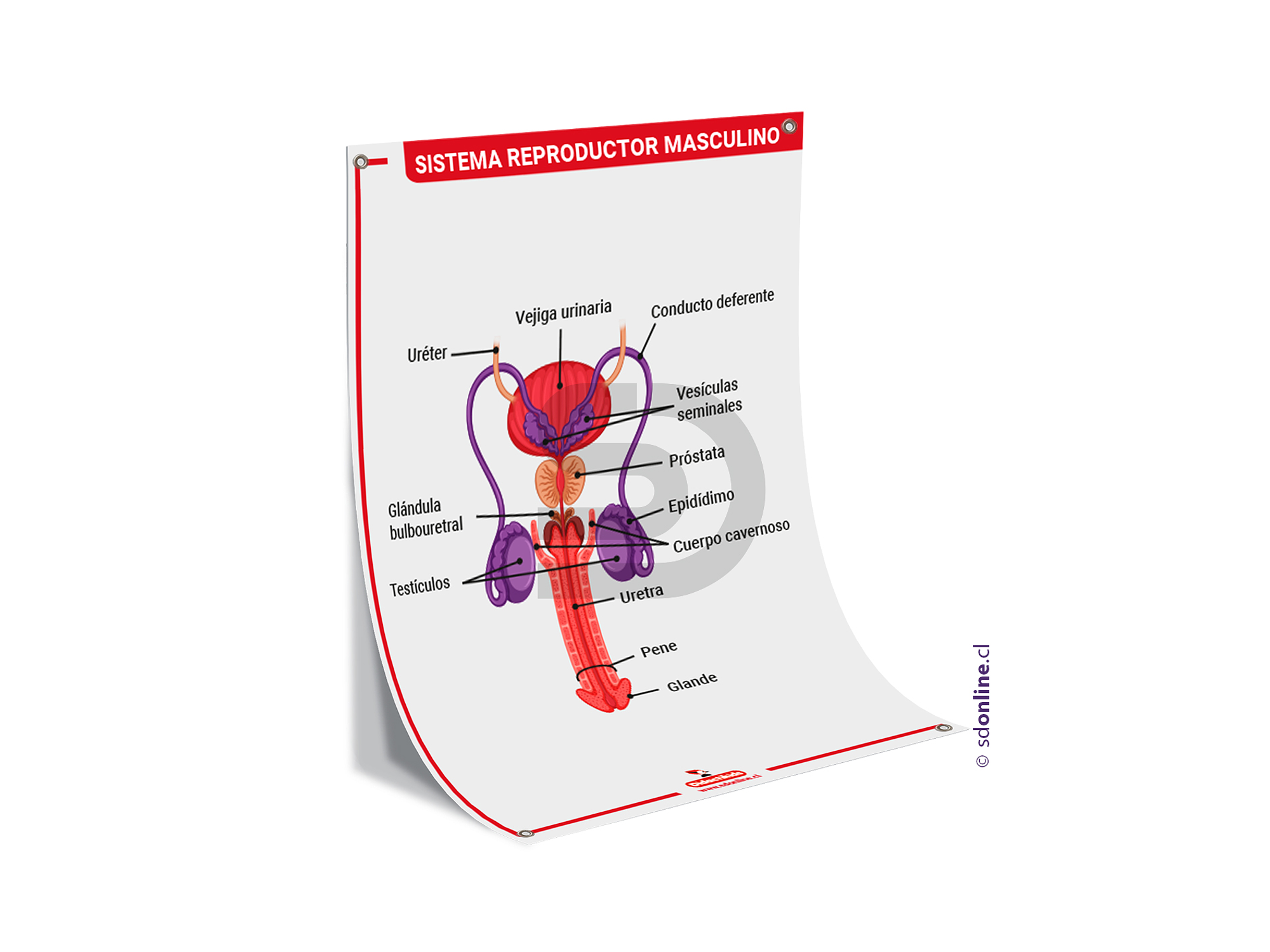 Lamina sistema reproductor masculino 50x70 cm. 1