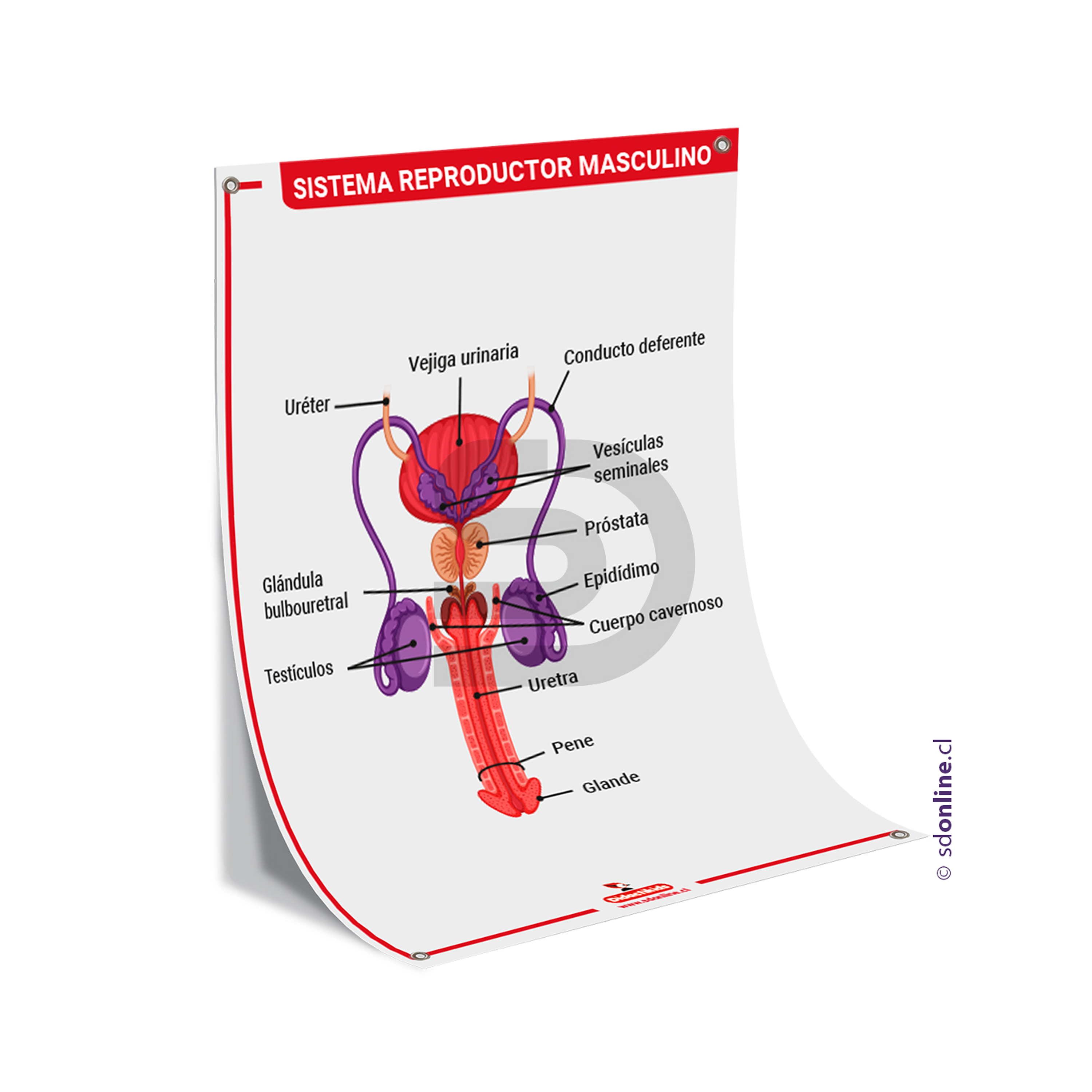 Lamina sistema reproductor masculino 50x70 cm. 1