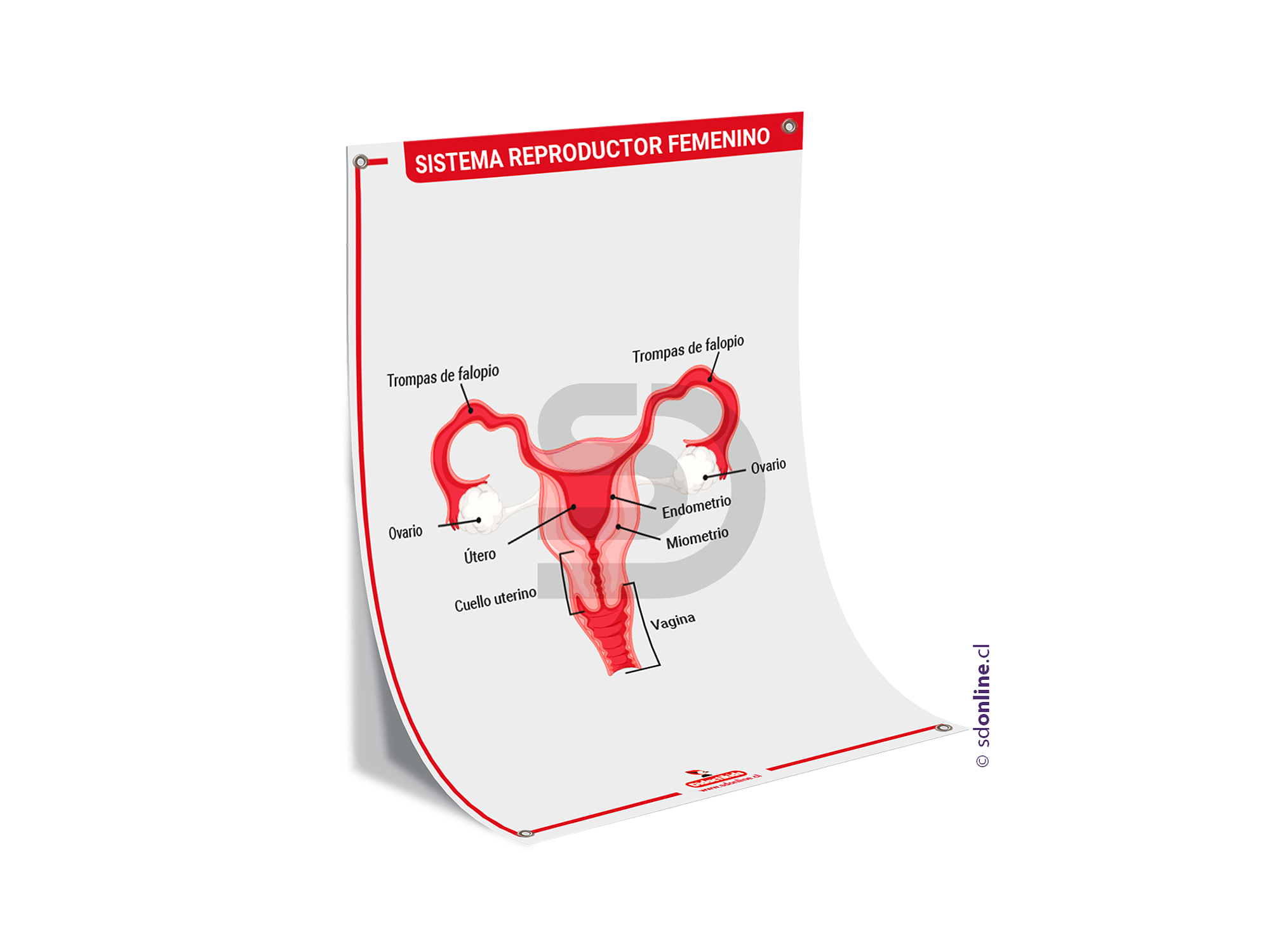 Lamina sistema reproductor femenino 50x70 cm. 1