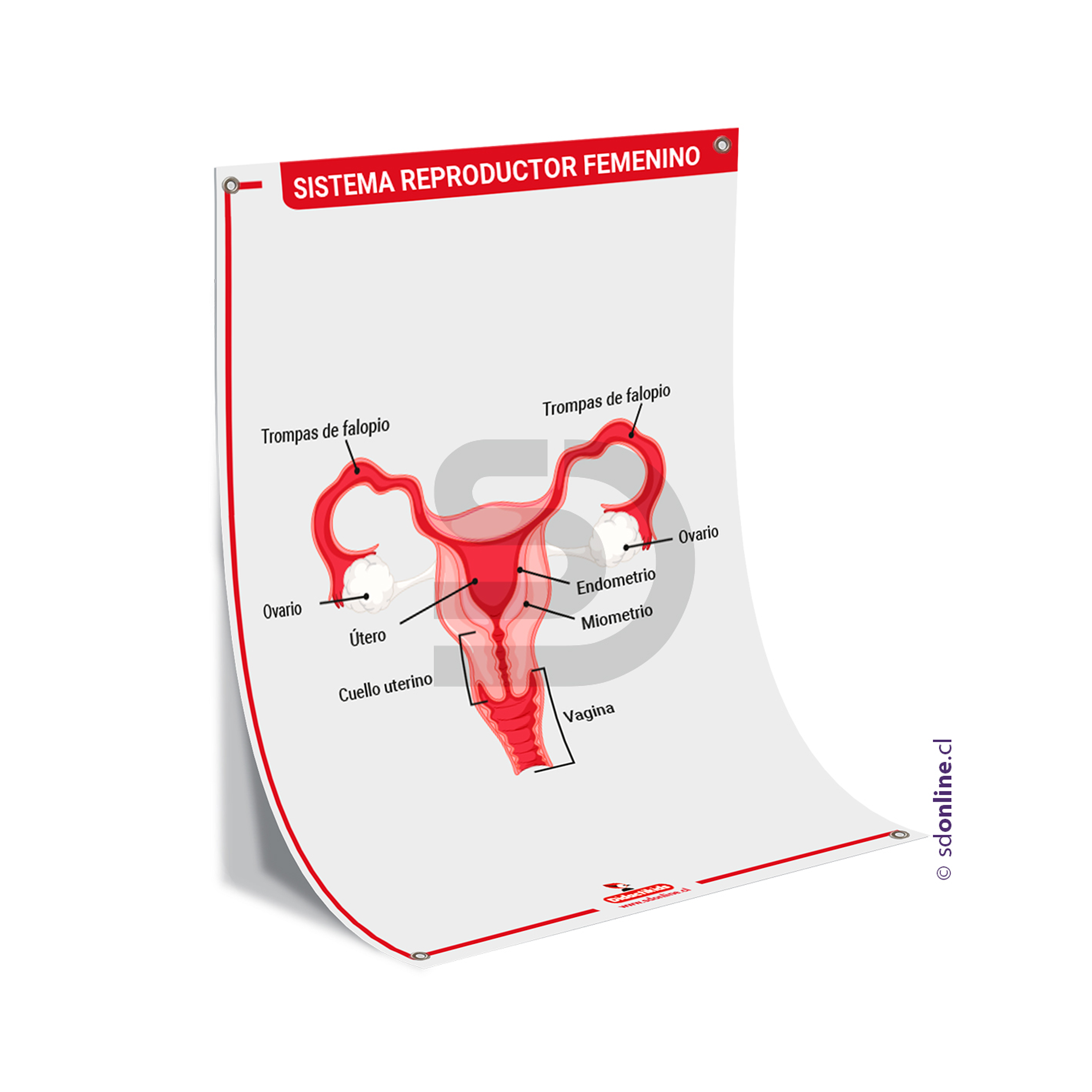 Lamina sistema reproductor femenino 50x70 cm. 1