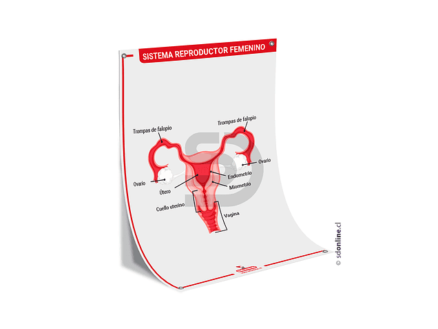 Lamina sistema reproductor femenino 50x70 cm. 1