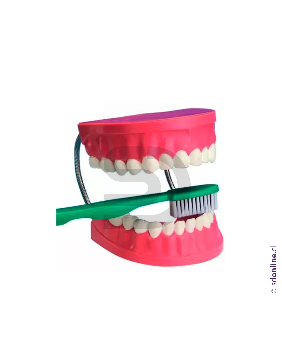 Dentadura + cepillo