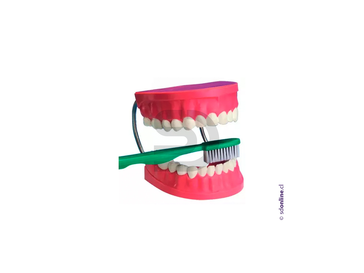 Dentadura + cepillo 1