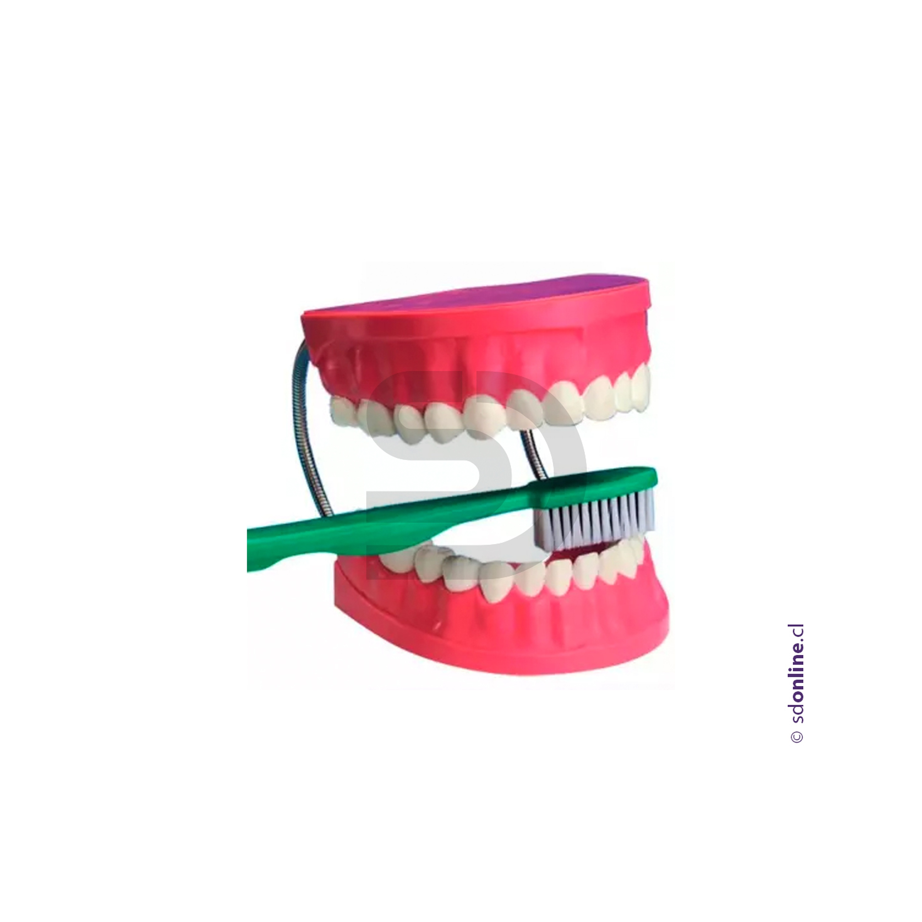 Dentadura + cepillo 1