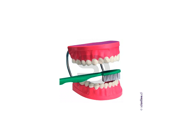 Dentadura + cepillo 1