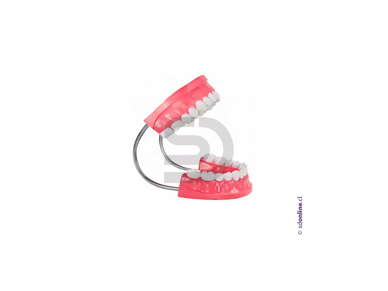 Dentadura + cepillo 2