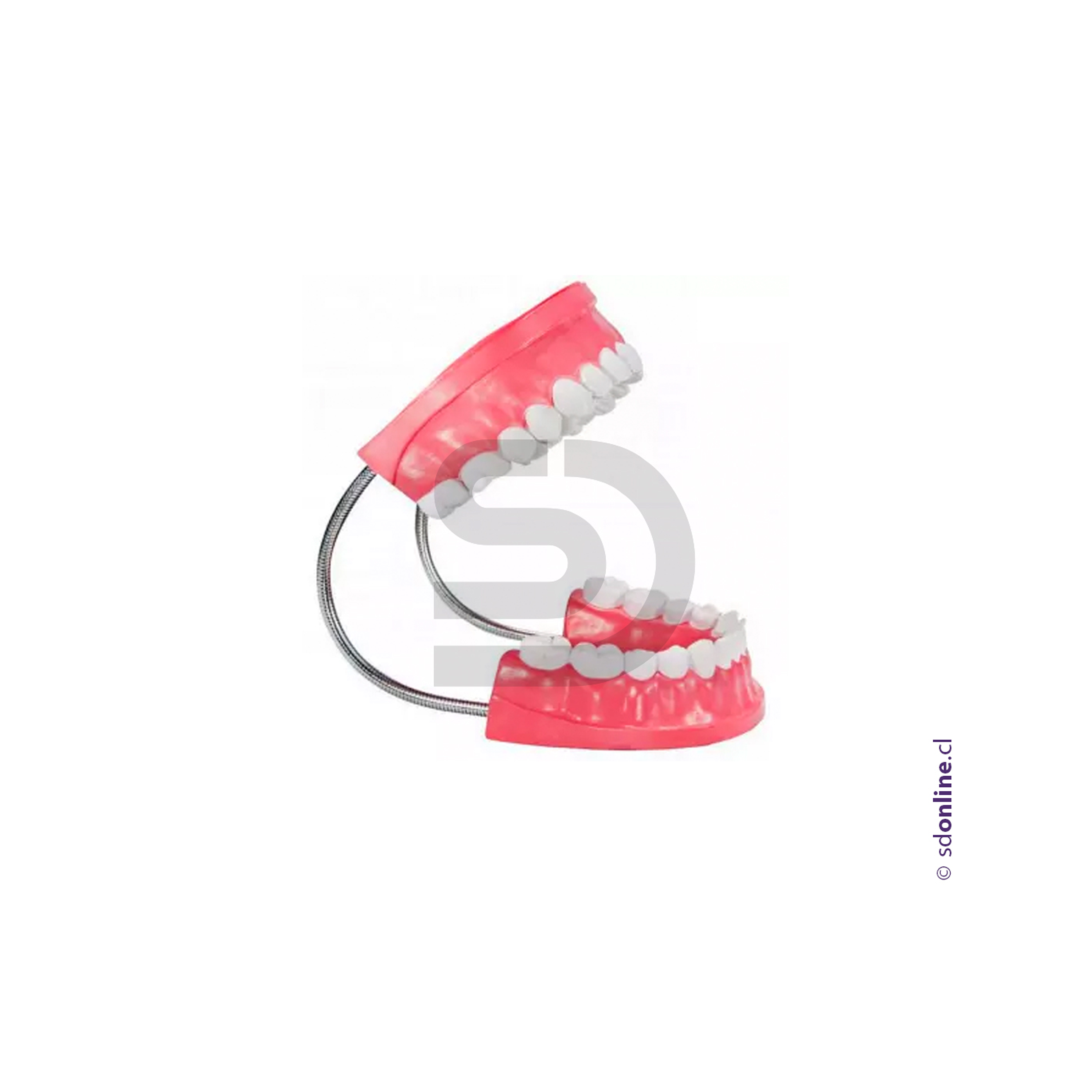 Dentadura + cepillo 2