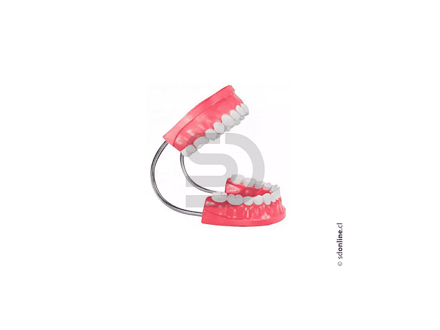 Dentadura + cepillo 2