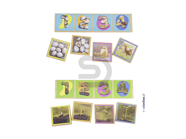 Secuencias madera ciclos de la vida 20 pzas. 2