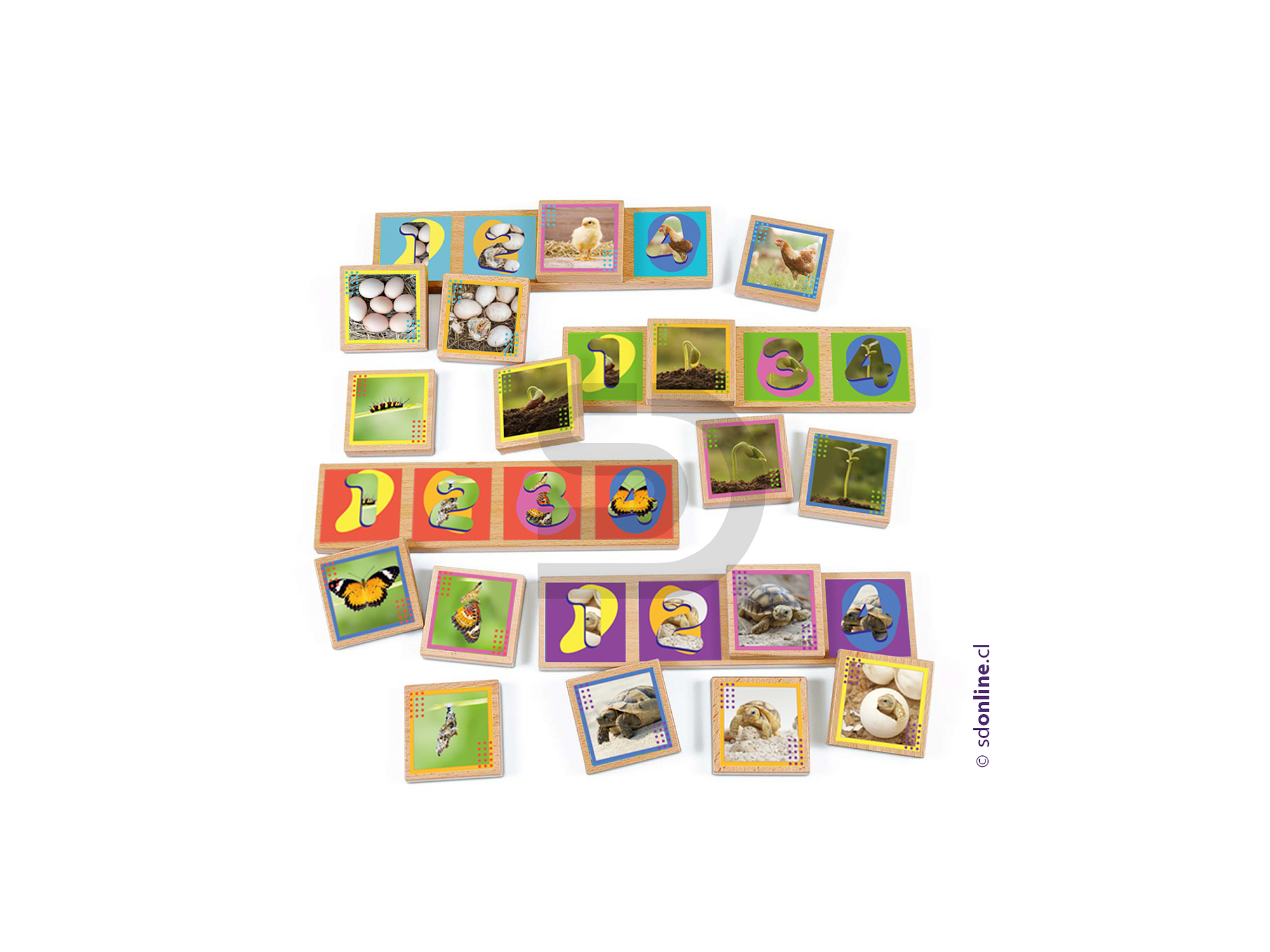 Secuencias madera ciclos de la vida 20 pzas. 3