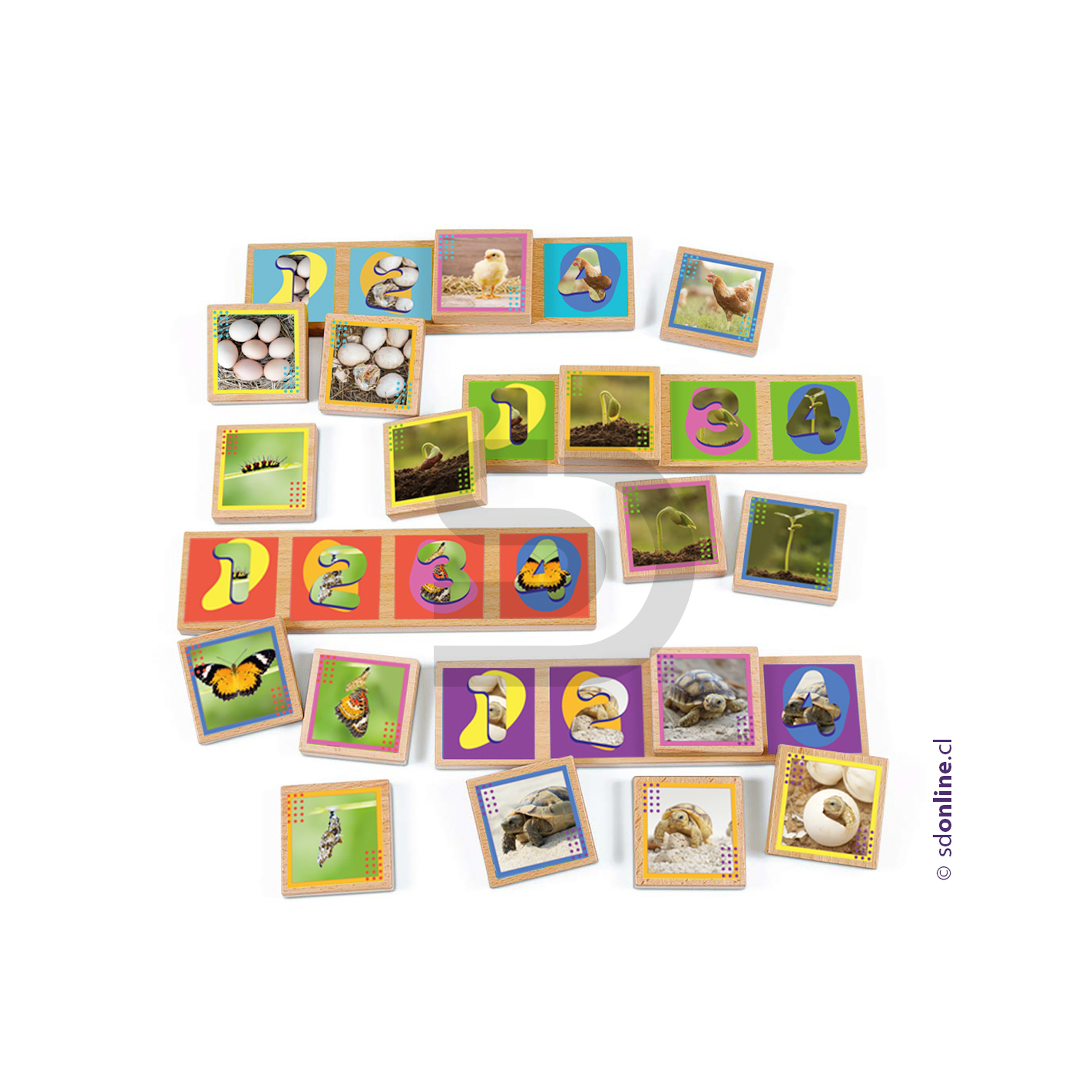 Secuencias madera ciclos de la vida 20 pzas. 3