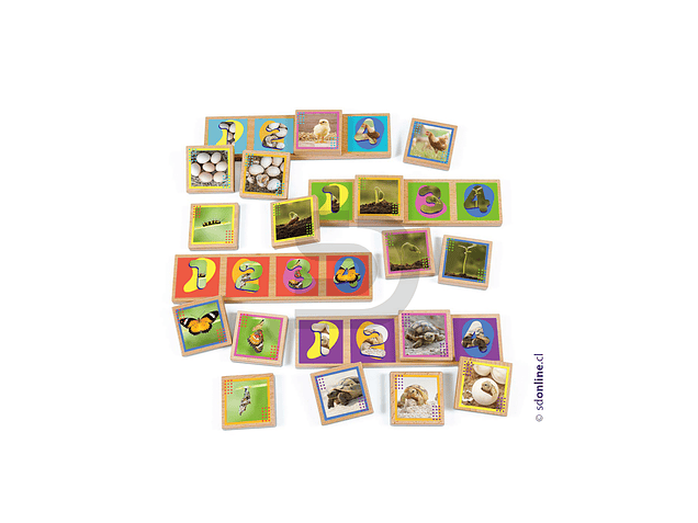 Secuencias madera ciclos de la vida 20 pzas. 3