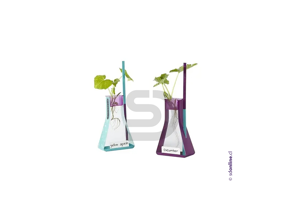 Kit observo el crecimiento de las plantas 2