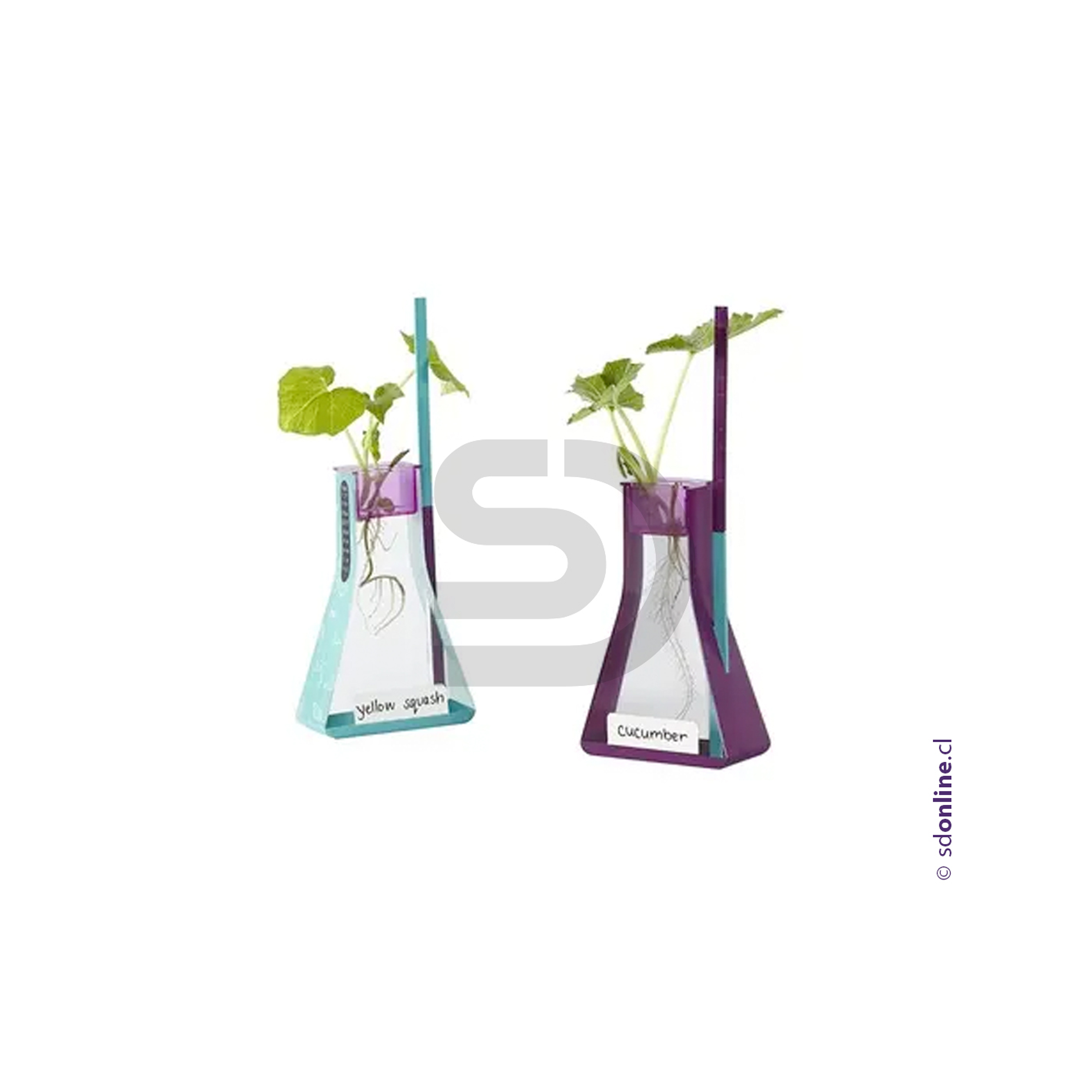 Kit observo el crecimiento de las plantas 2