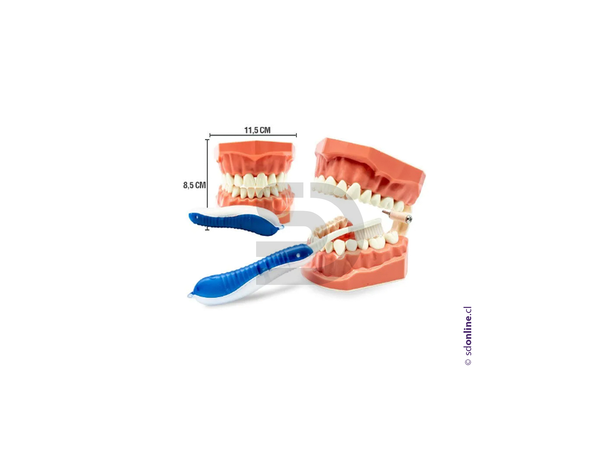 Macro modelo dentadura con cepillo  1
