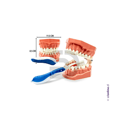 Macro modelo dentadura con cepillo 