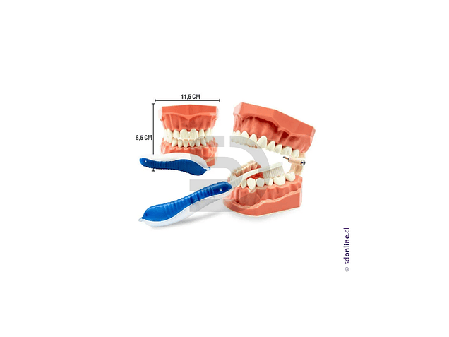 Macro modelo dentadura con cepillo  1