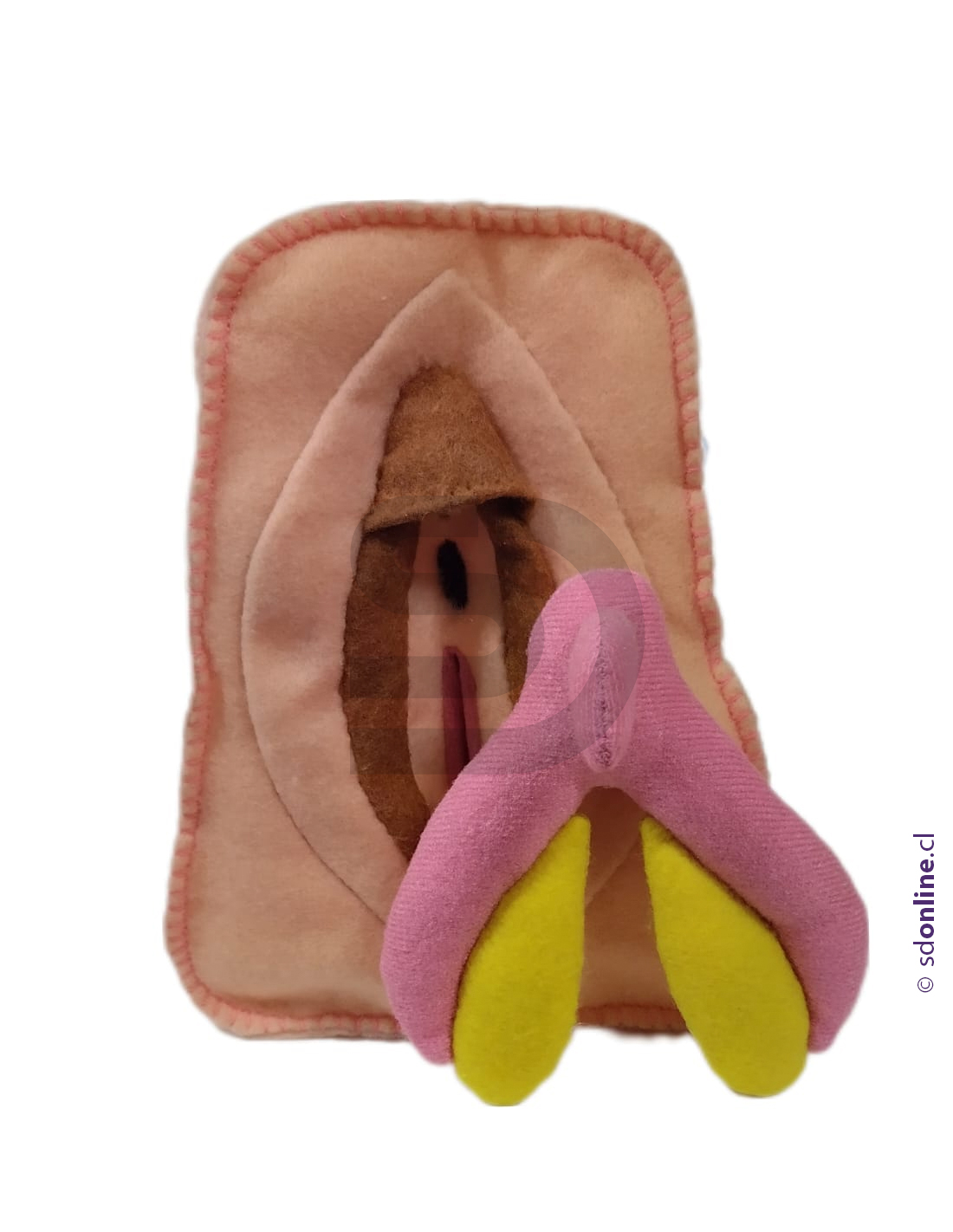 Modelo Anatómico Vulva + Clítoris Desmontable