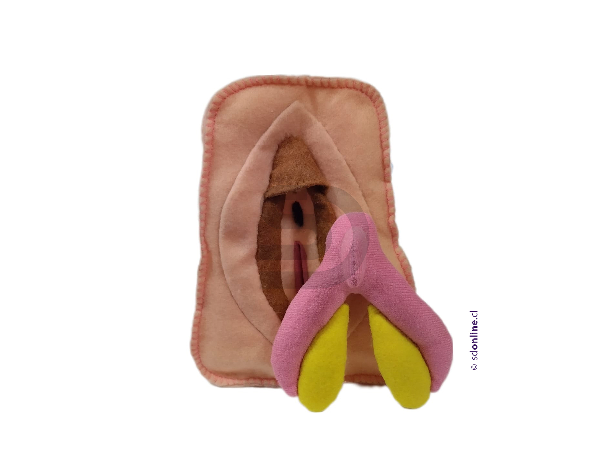 Modelo Anatómico Vulva + Clítoris Desmontable 1