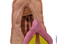 Modelo Anatómico Vulva + Clítoris Desmontable - Miniatura 1