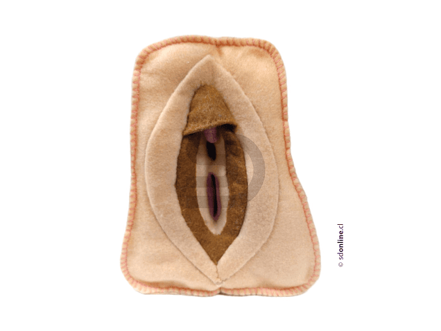 Modelo Anatómico Vulva + Clítoris Desmontable 3