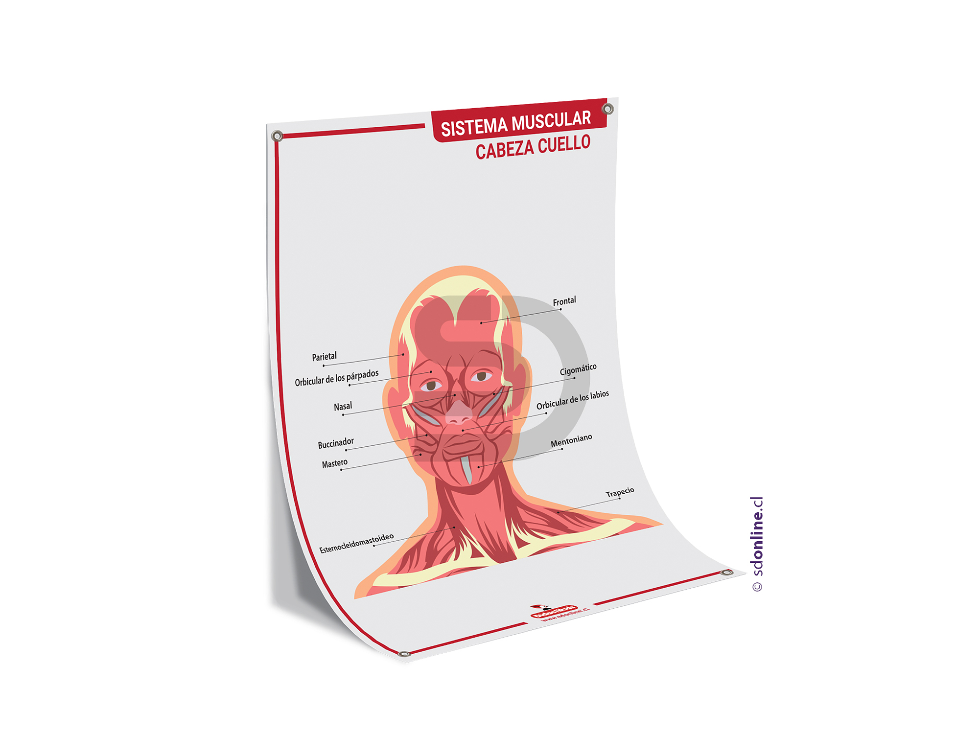 Lamina sistema muscular - Cabeza Cuello - 50x70 cm. 1