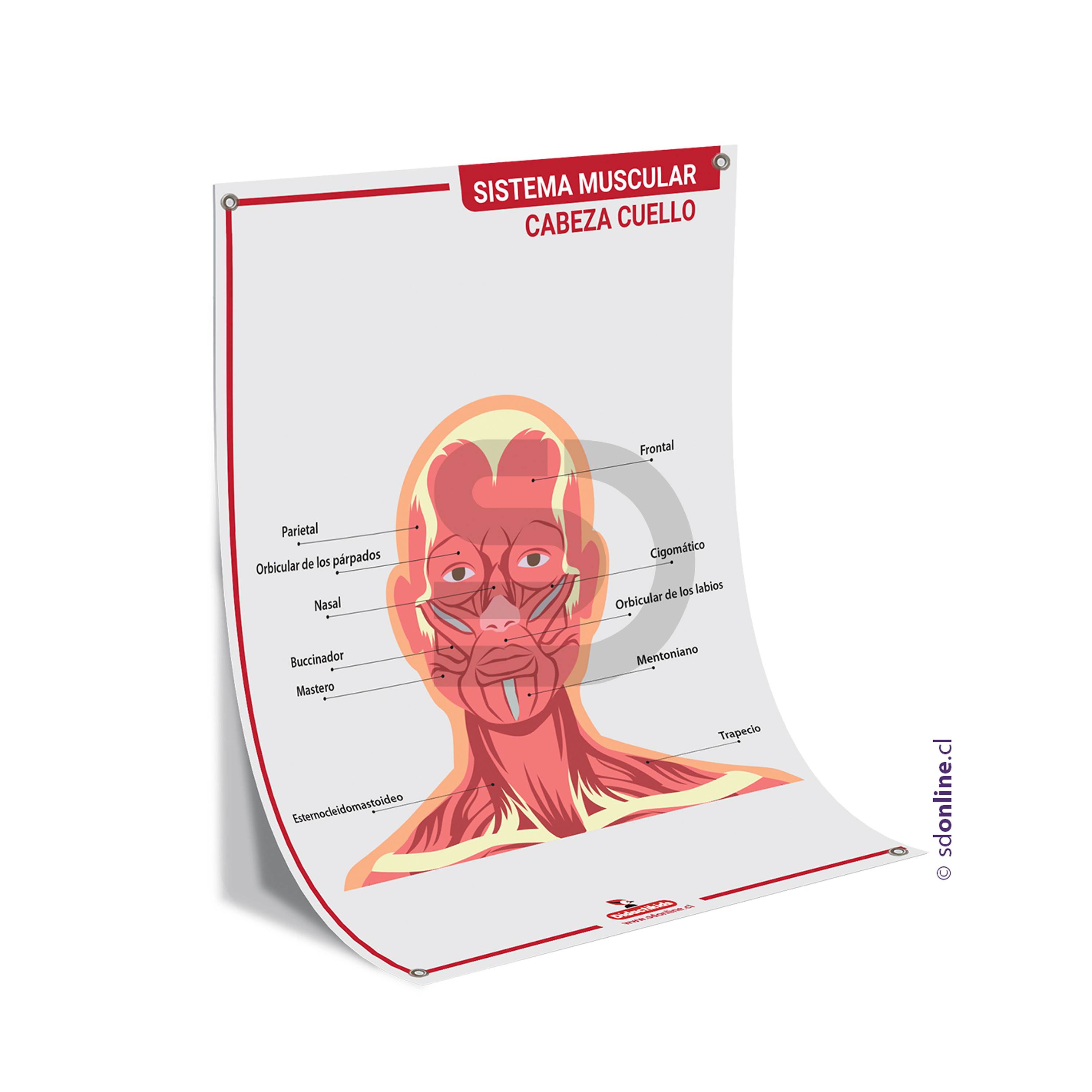 Lamina sistema muscular - Cabeza Cuello - 50x70 cm. 1
