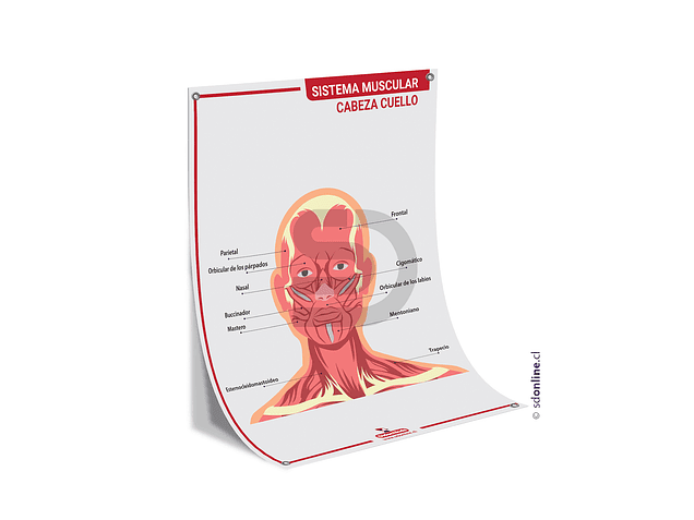Lamina sistema muscular - Cabeza Cuello - 50x70 cm. 1