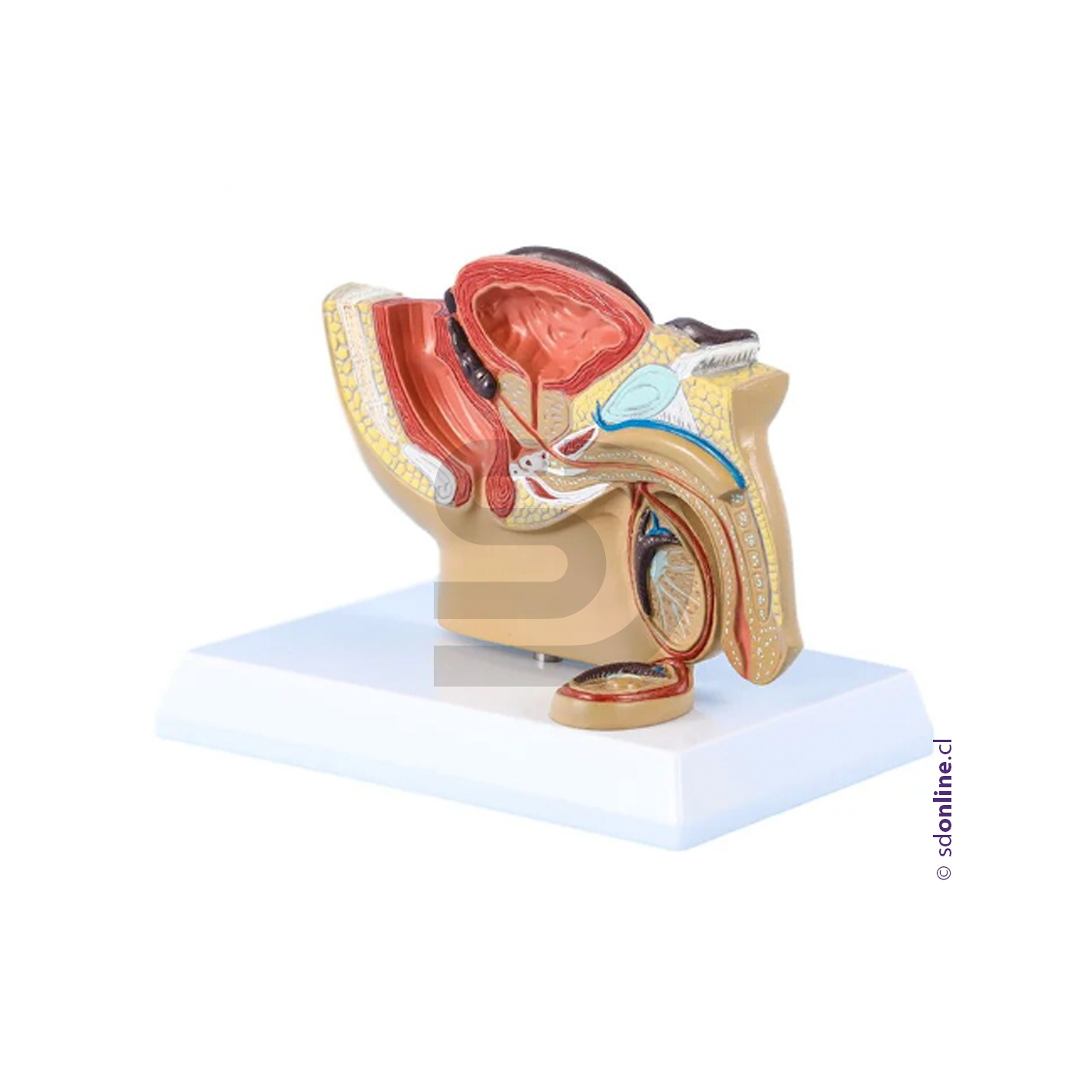 Modelo pelvis masculina 2