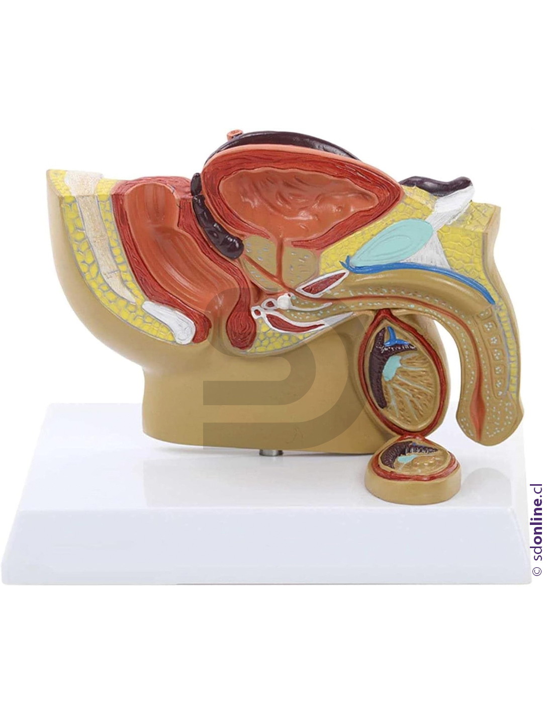 Modelo pelvis masculina
