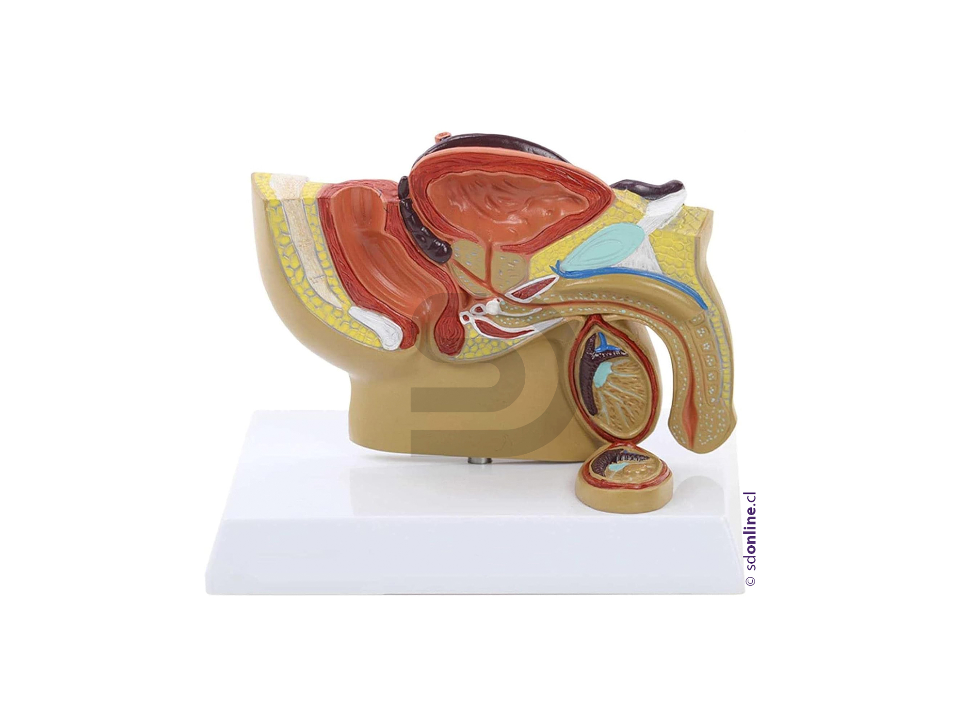 Modelo pelvis masculina 1