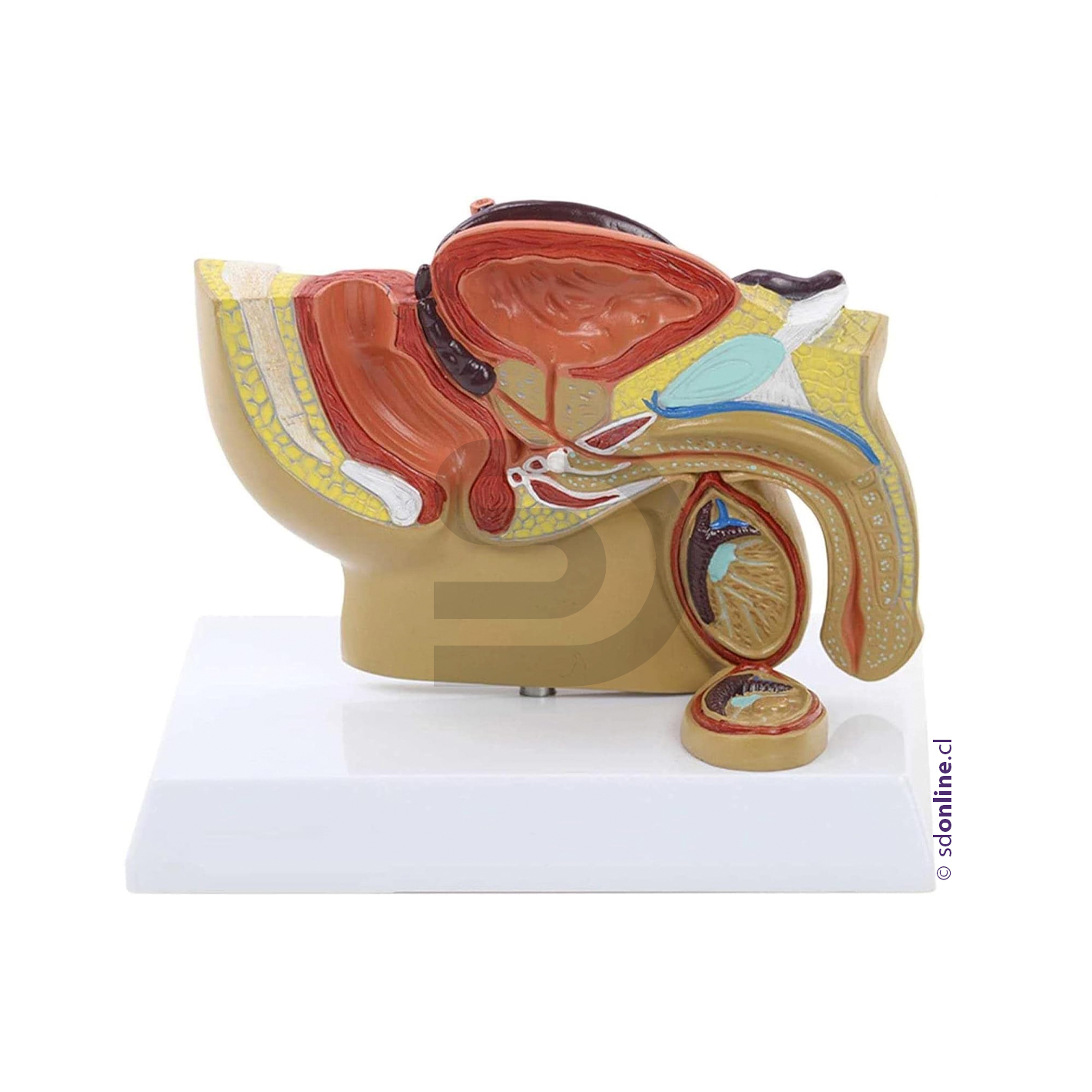 Modelo pelvis masculina 1