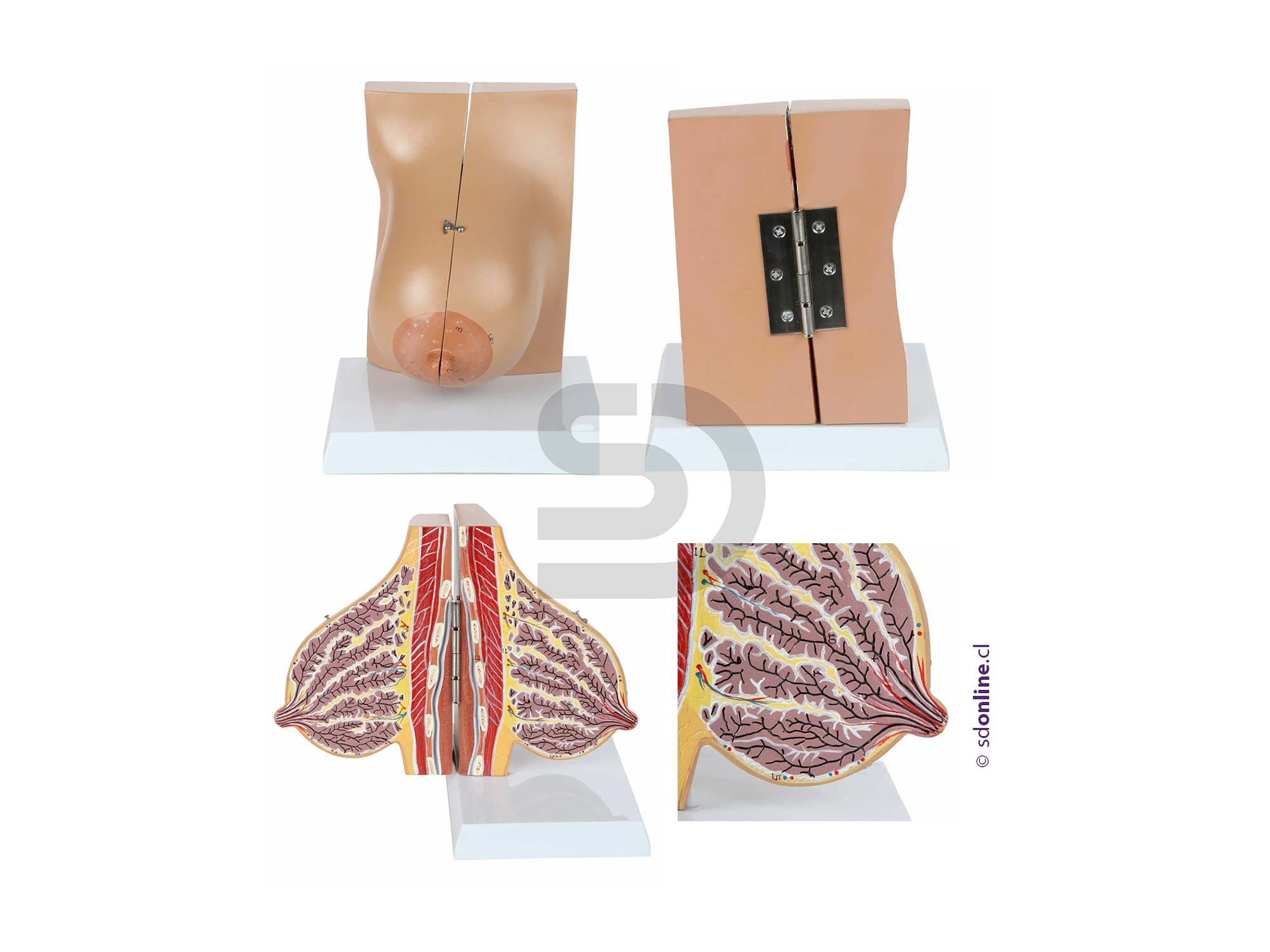 Glándula mamaria sagital mujer lactante  3