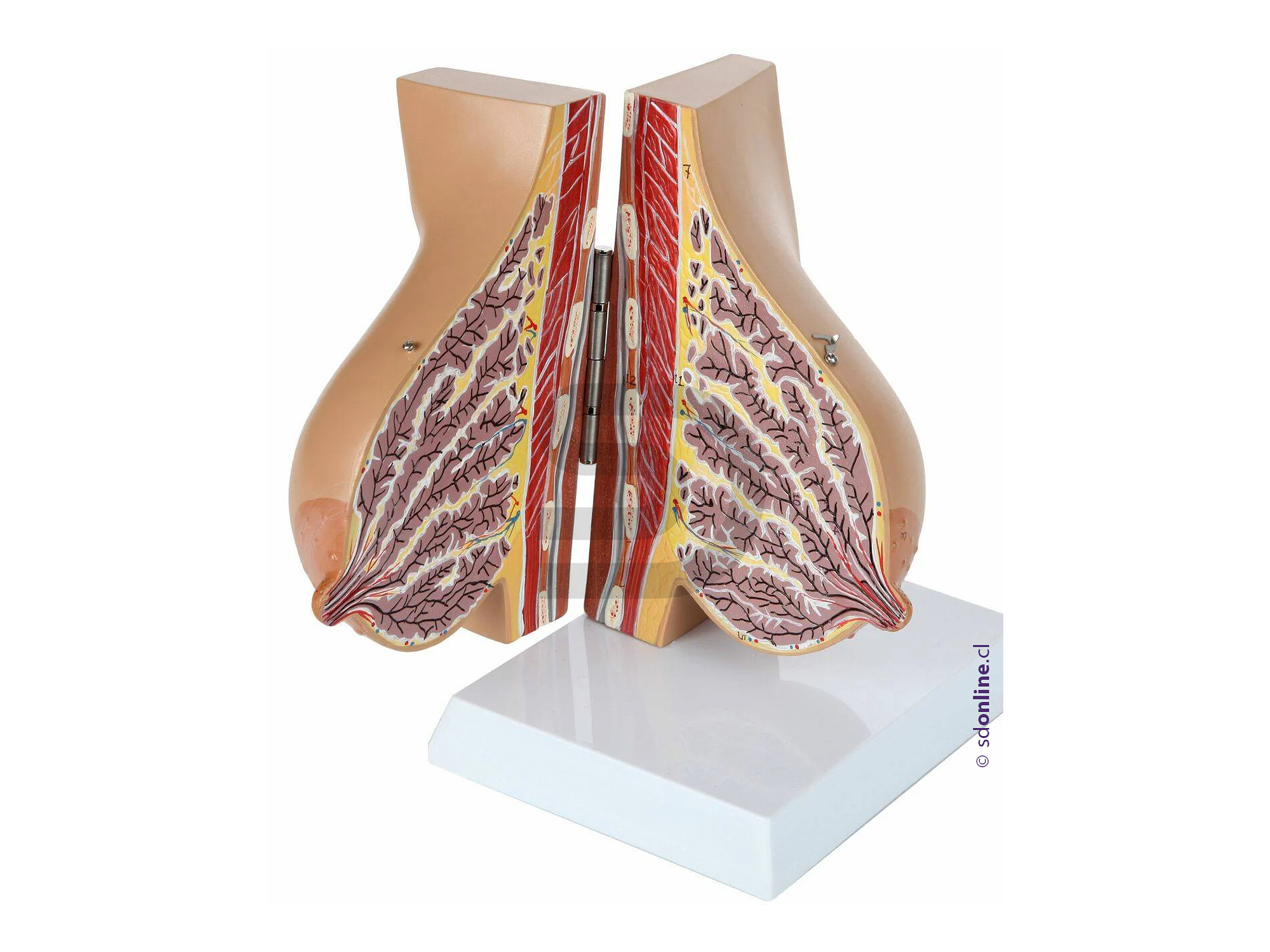 Glándula mamaria sagital mujer lactante  1