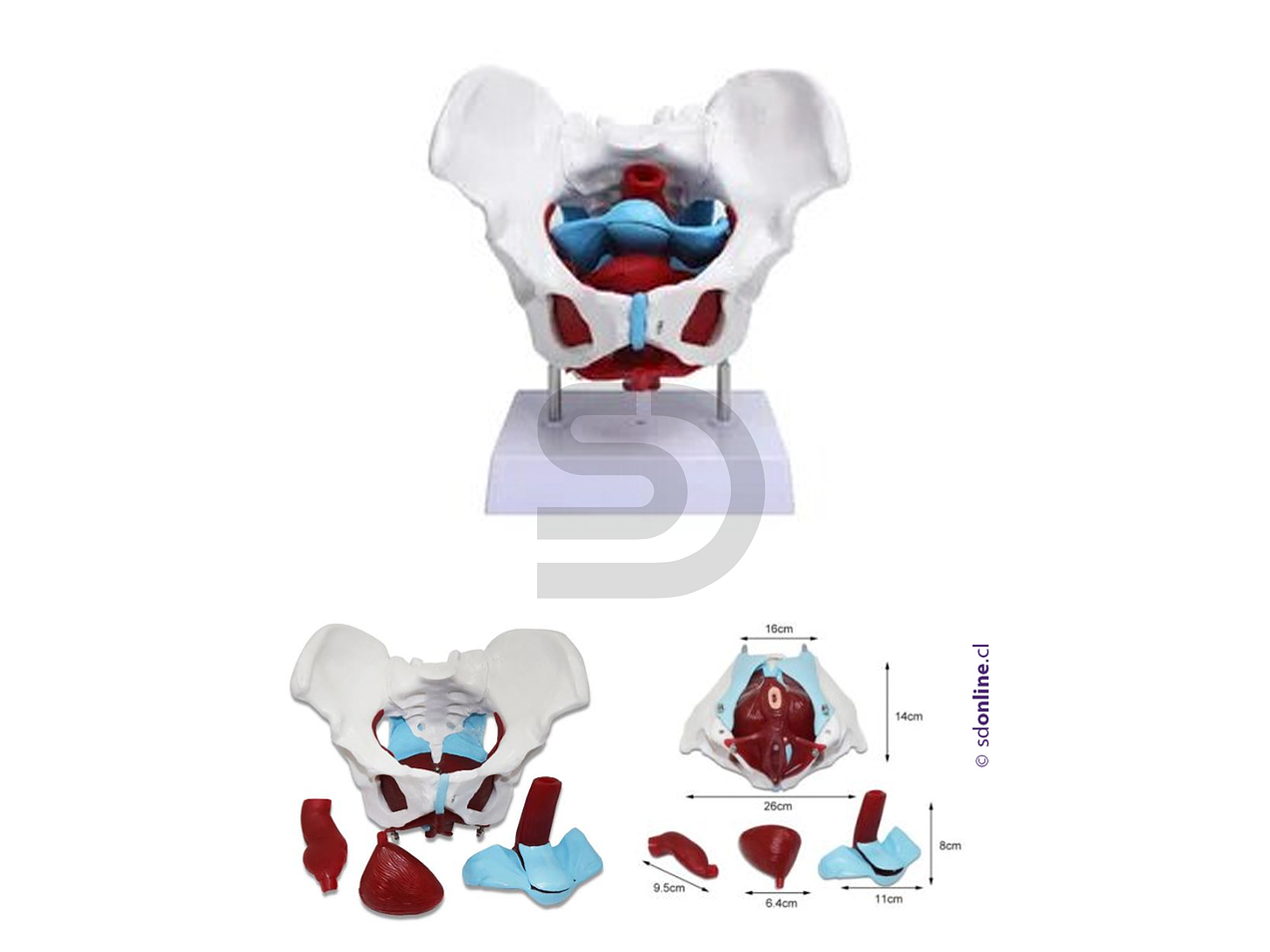 Modelo de pelvis femenina piso pélvico y órganos reproductores 1