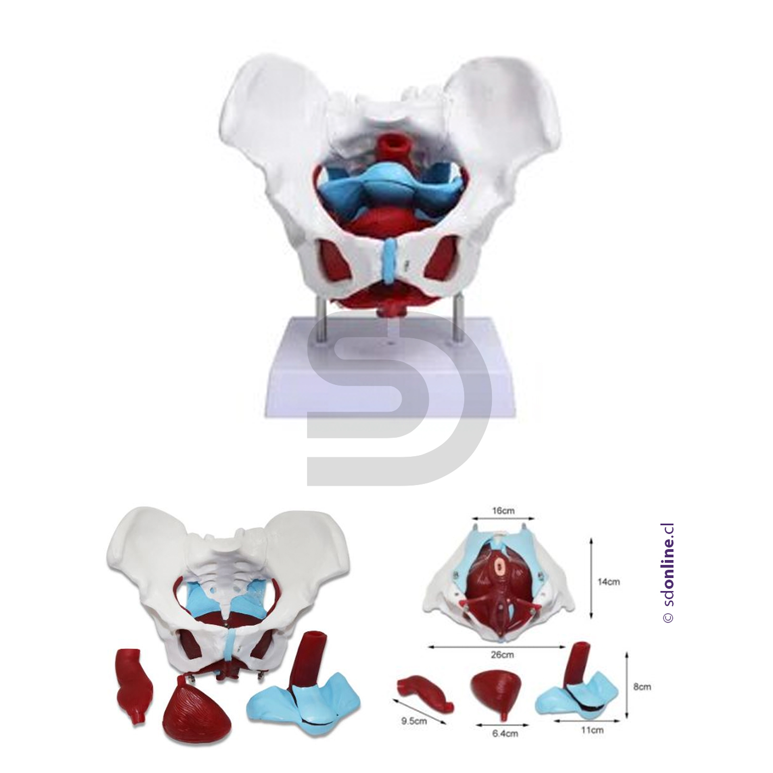 Modelo de pelvis femenina piso pélvico y órganos reproductores 1