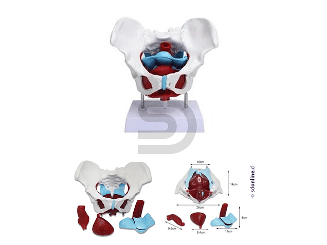 Modelo de pelvis femenina piso pélvico y órganos reproductores 1