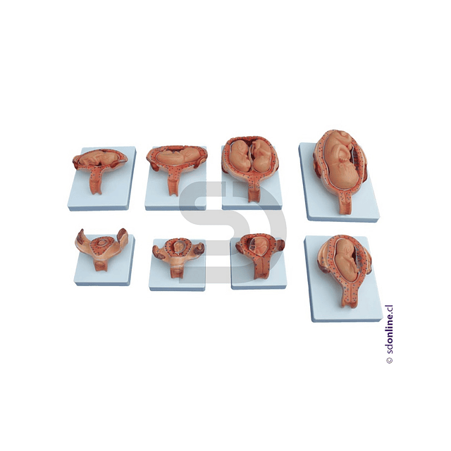 Desarrollo gestación fetal 8 partes tamaño real