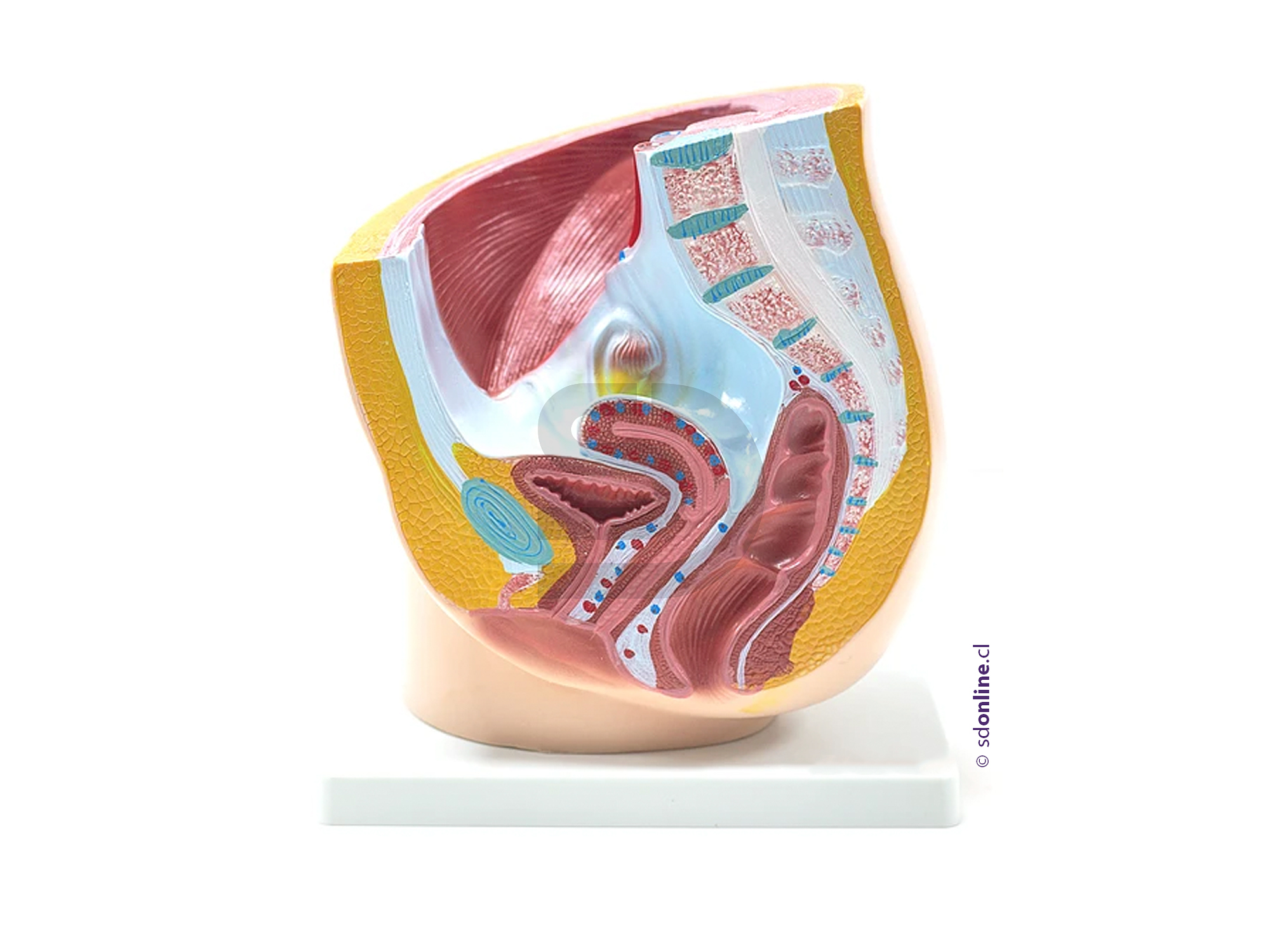 Modelo anatómico pelvis femenina 1