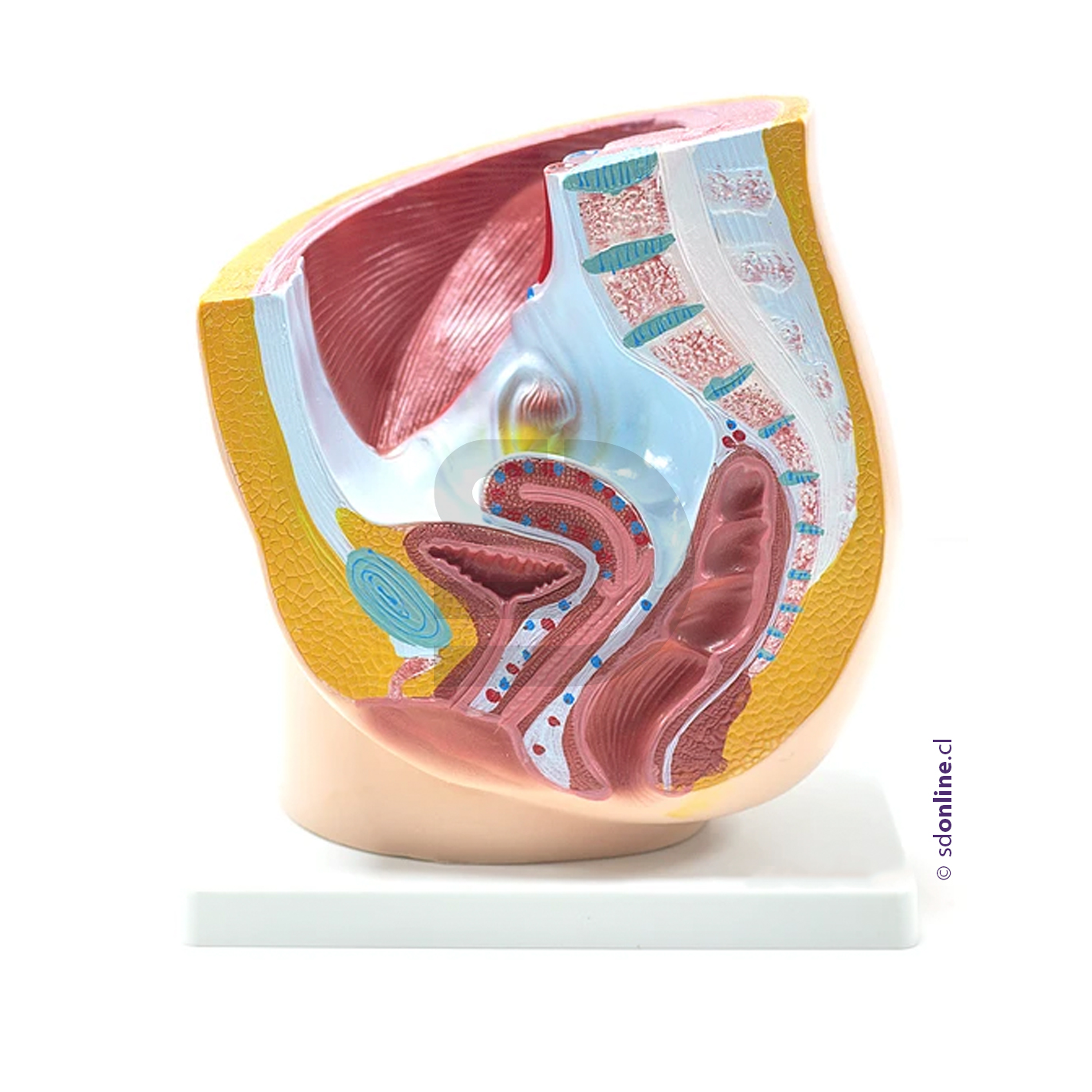 Modelo anatómico pelvis femenina 1