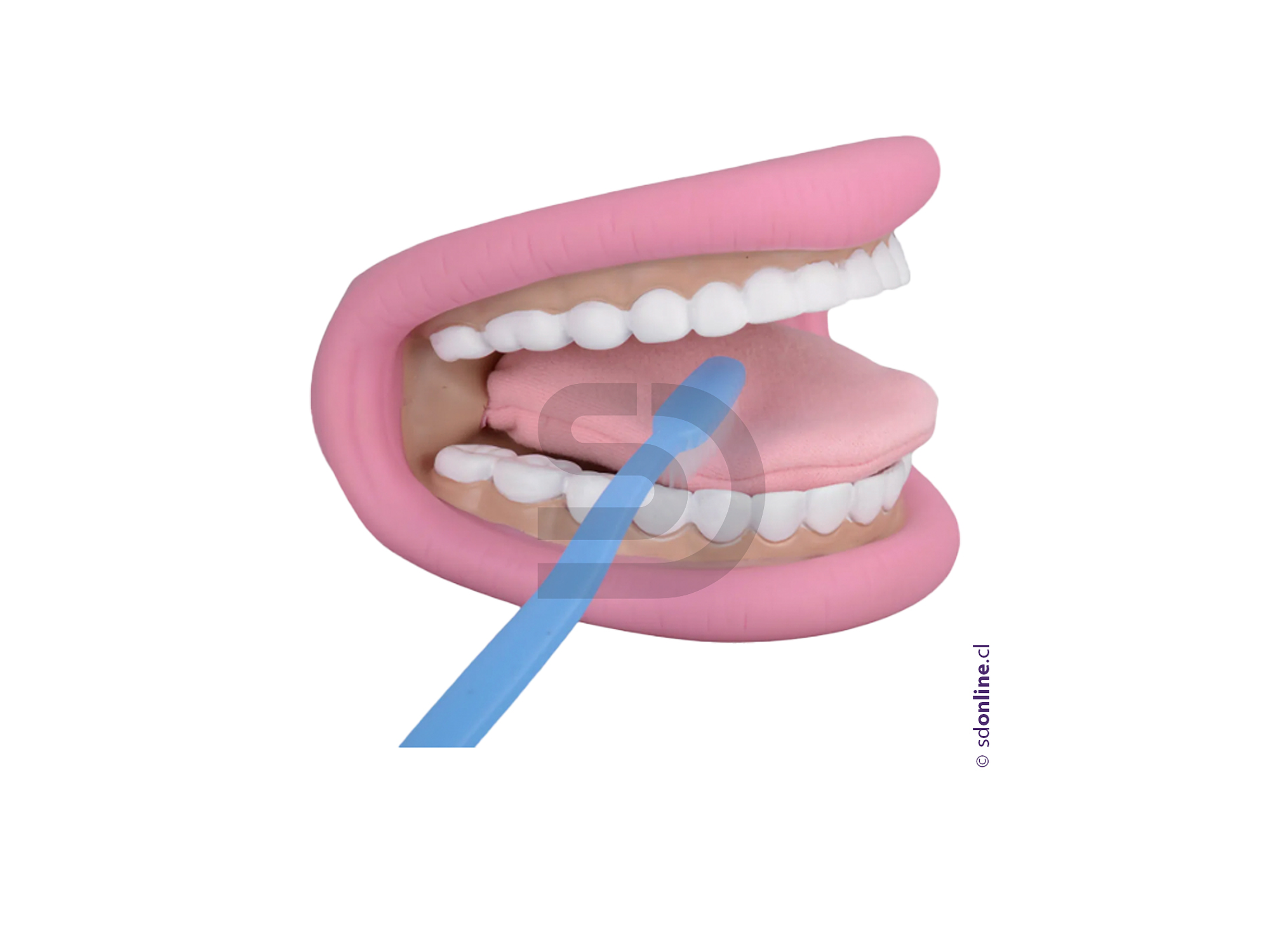 Mandibula con lengua 1