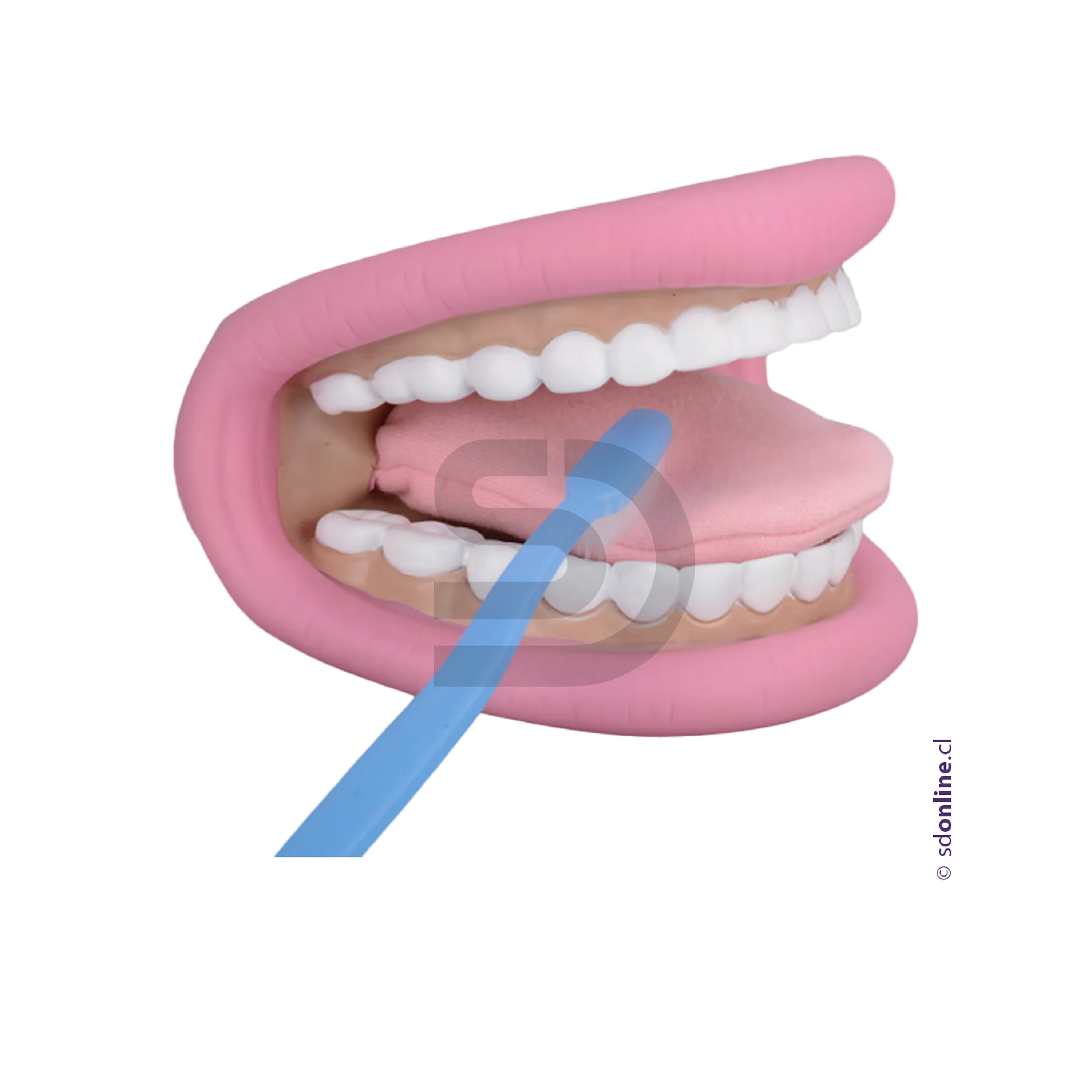 Mandibula con lengua 1