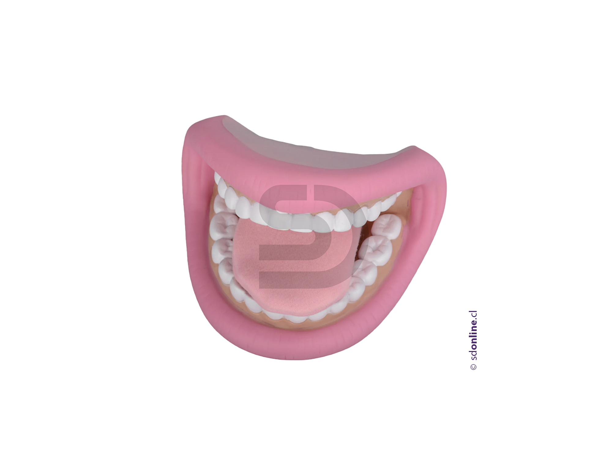 Mandibula con lengua 2