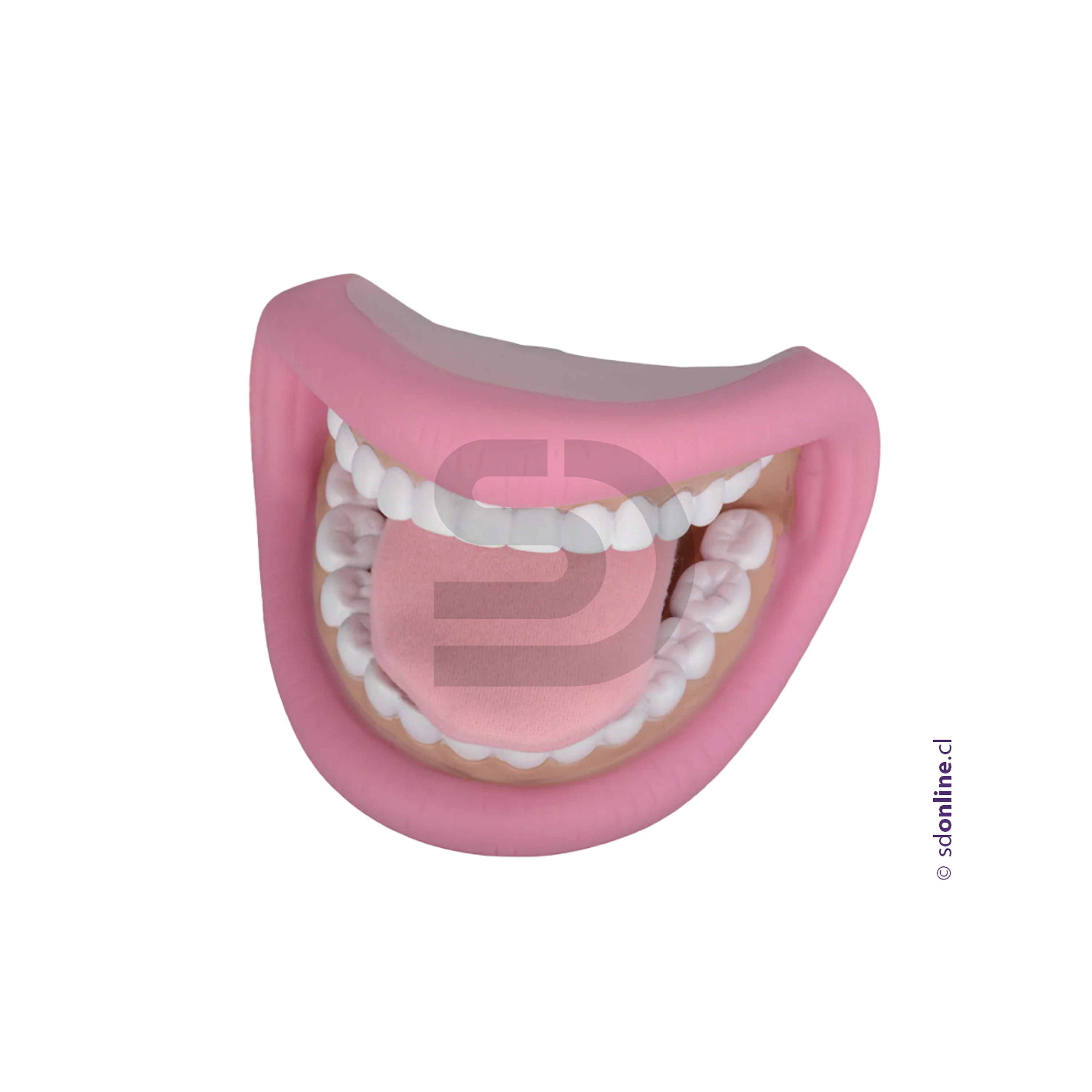 Mandibula con lengua 2