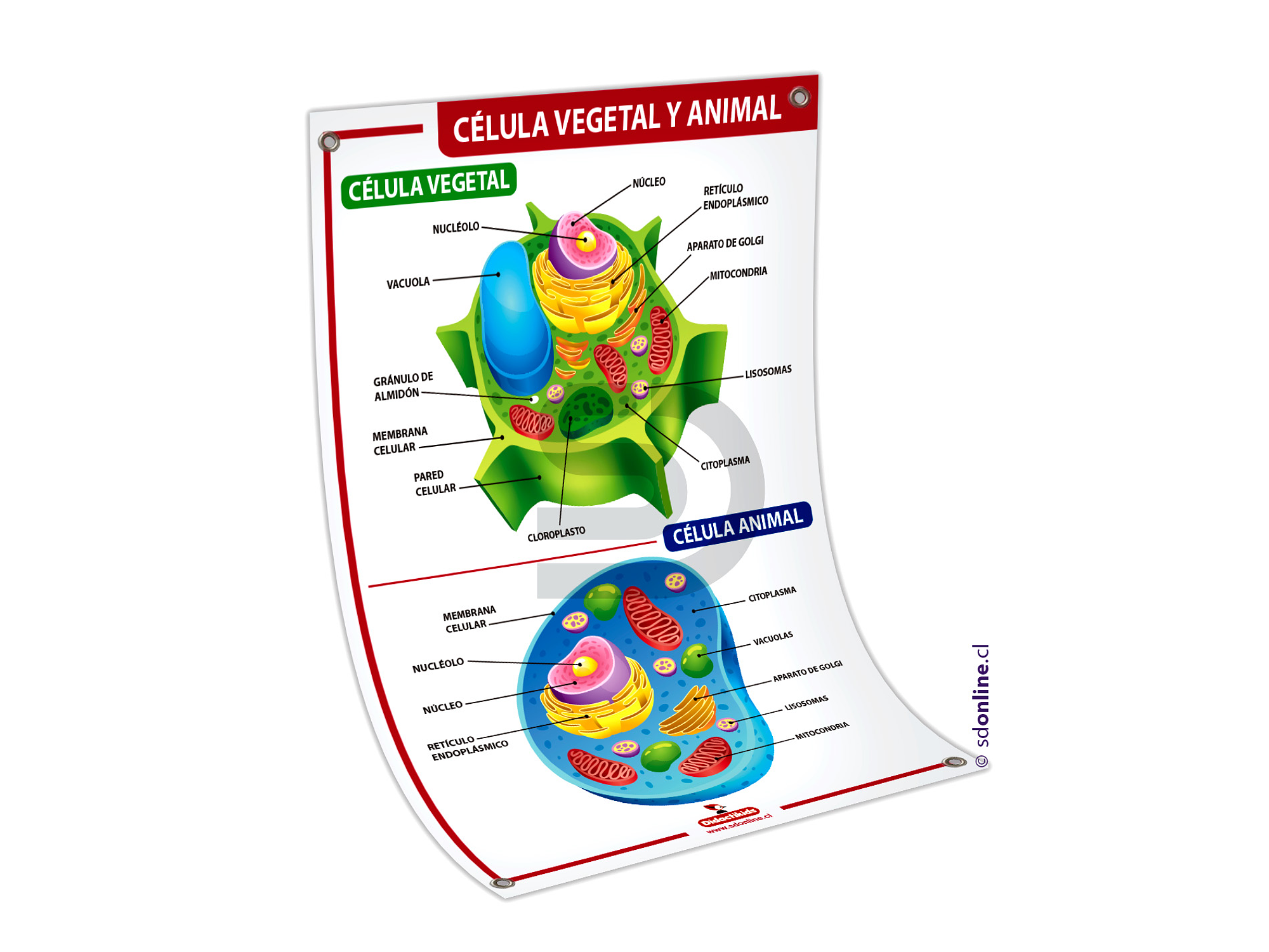Lámina célula vegetal y animal 1