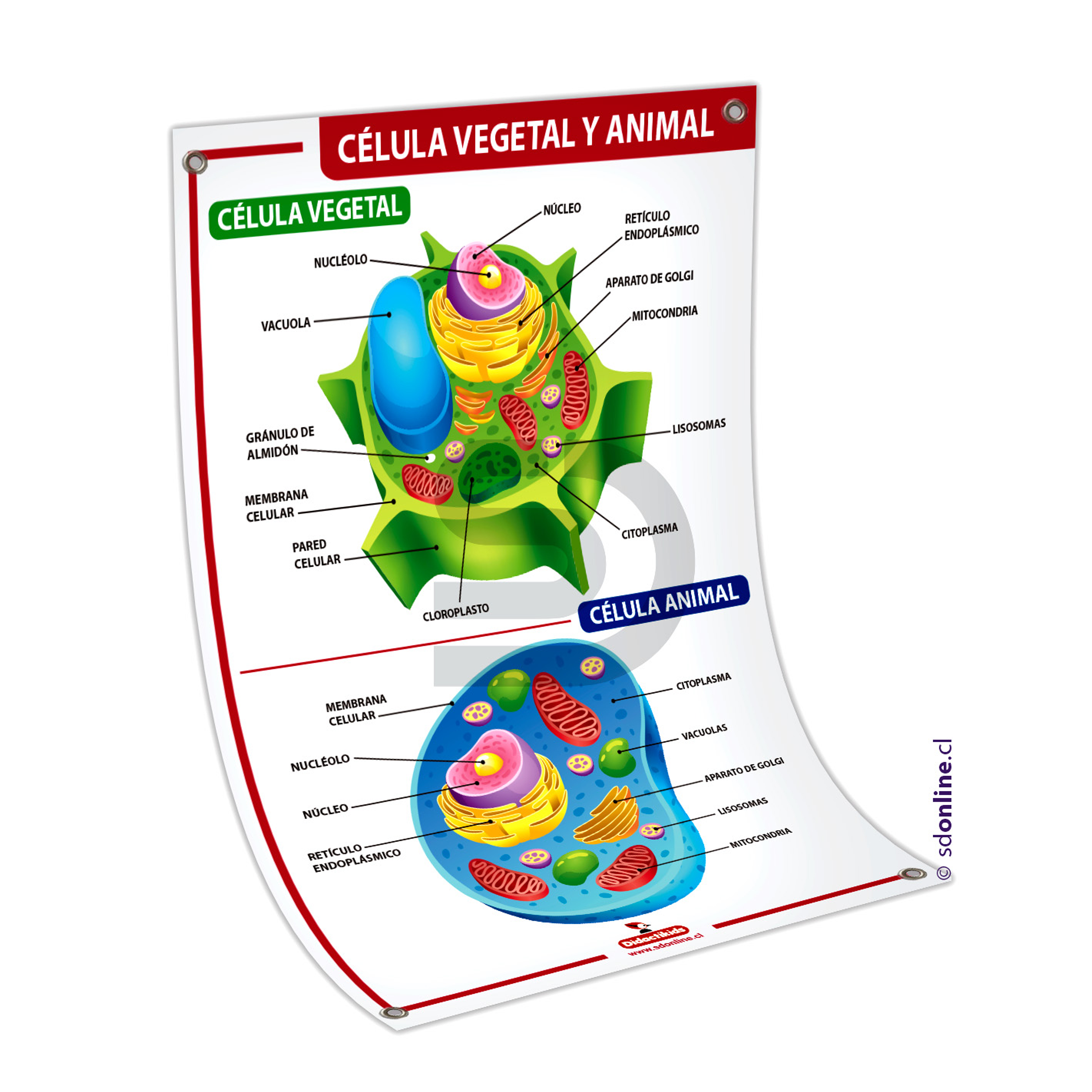 Lámina célula vegetal y animal 1