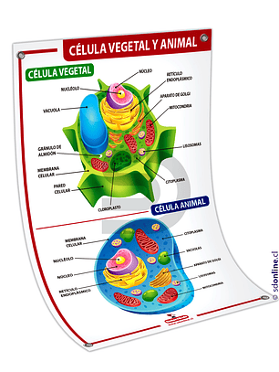 Lámina célula vegetal y animal