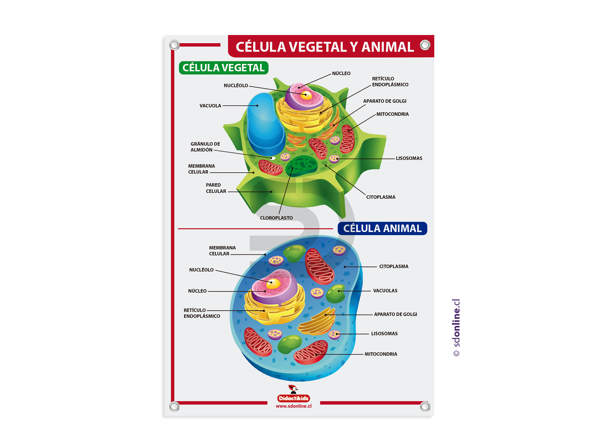 Lámina célula vegetal y animal 2