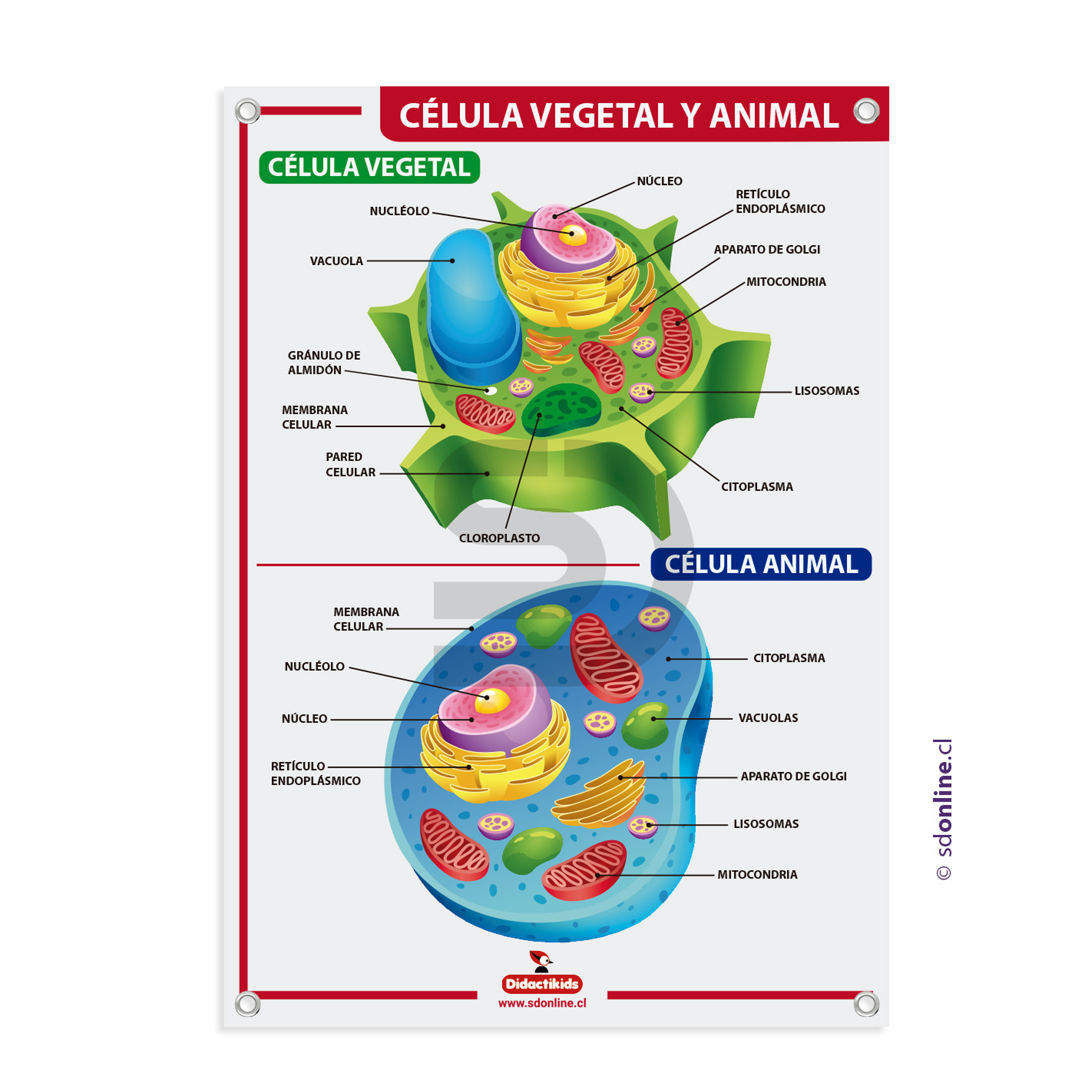 Lámina célula vegetal y animal 2